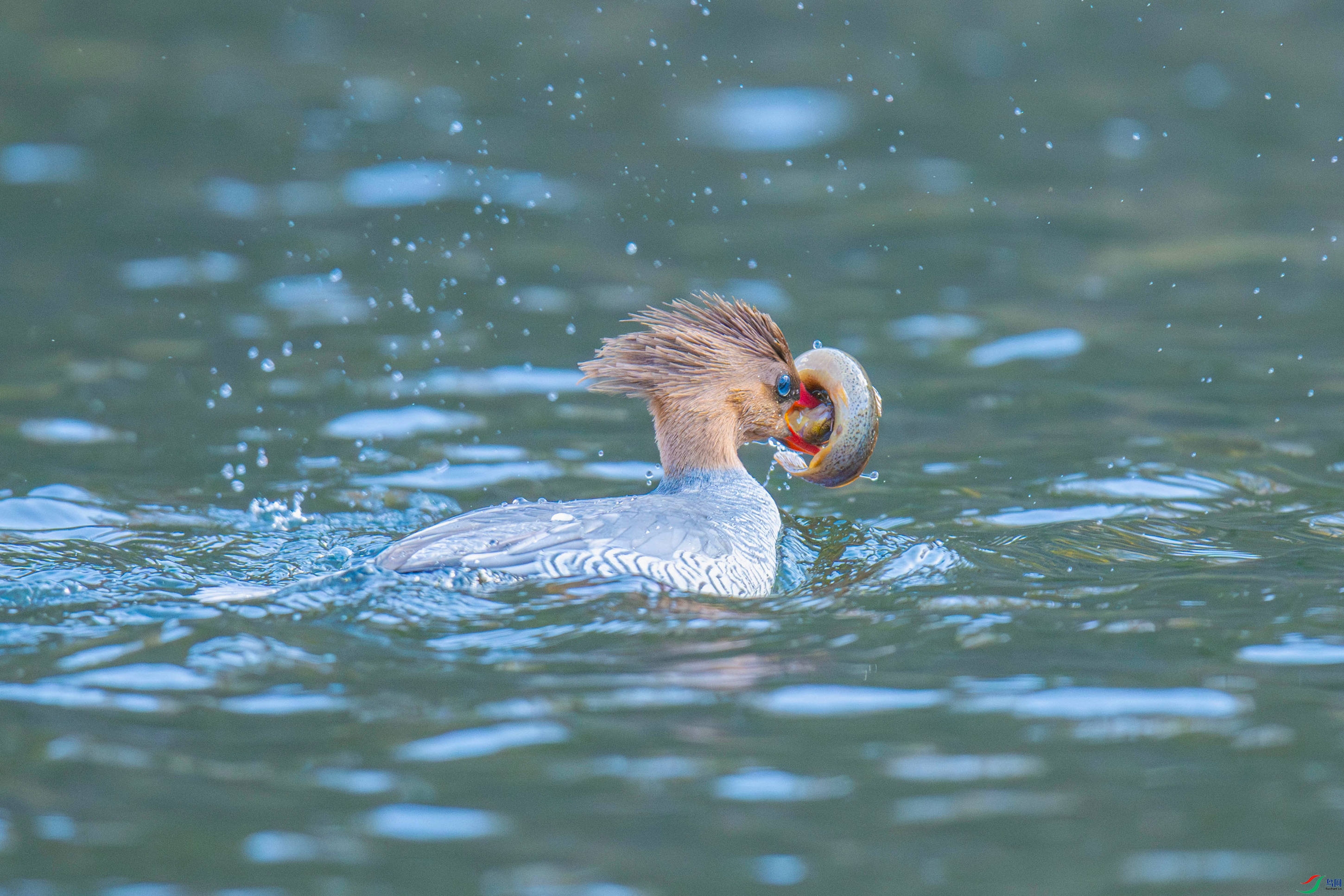 �л���ɳѼ (16).jpg