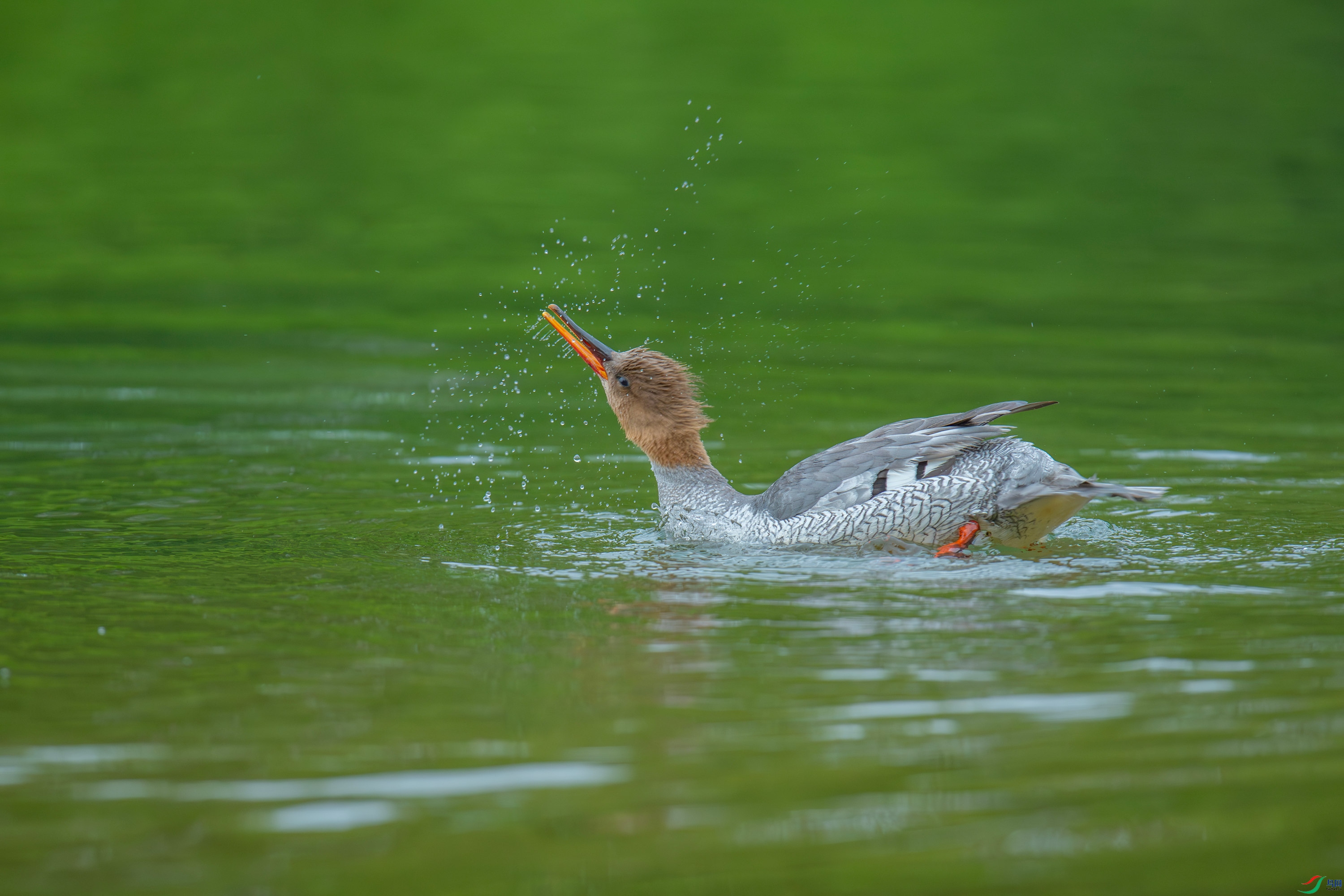 �л���ɳѼ (20).jpg