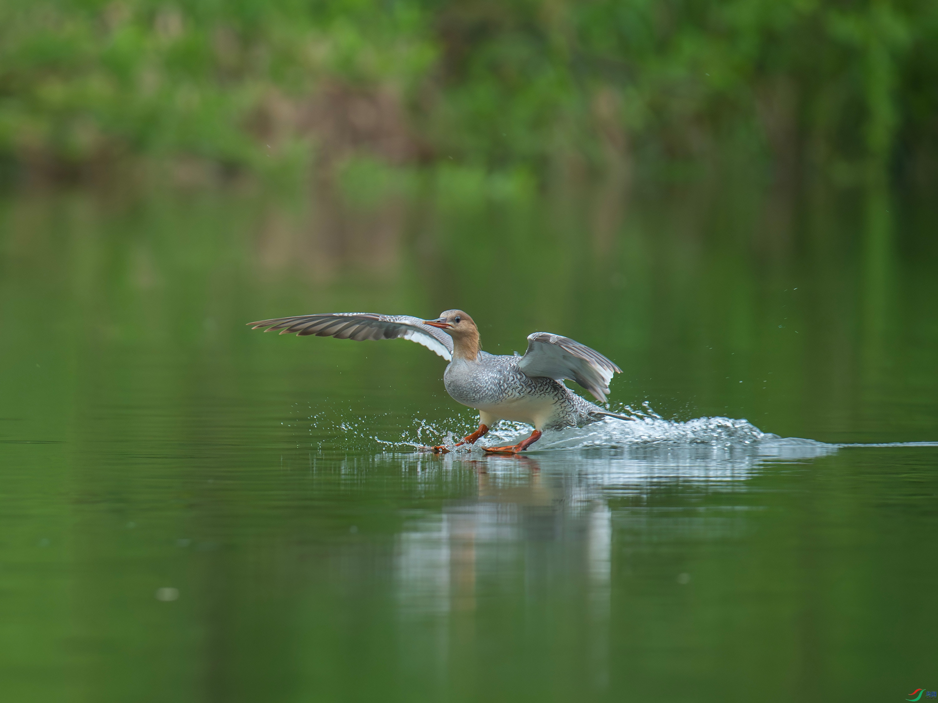 �л���ɳѼ (22).jpg