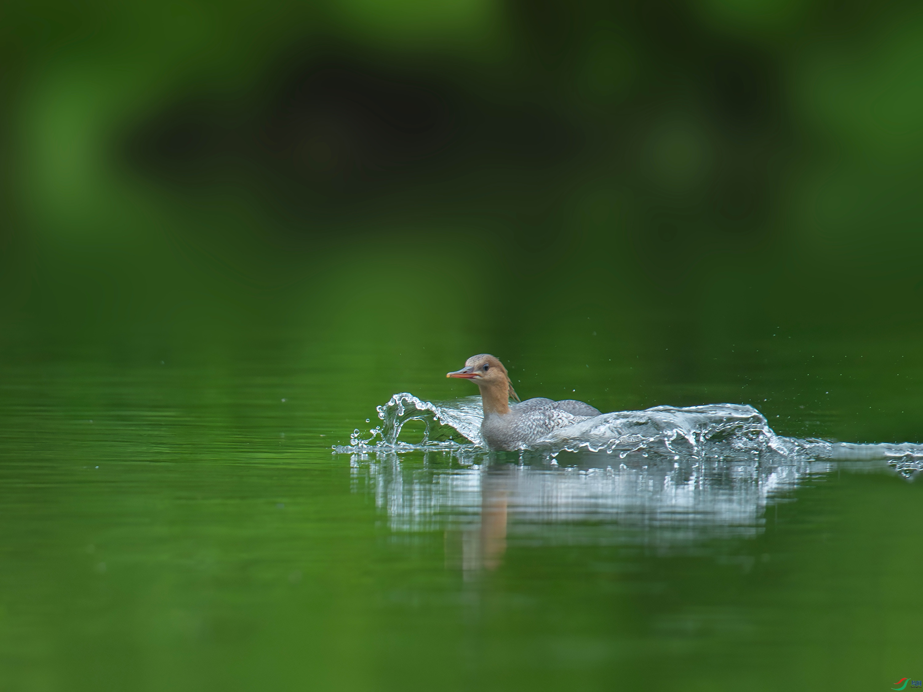 �л���ɳѼ (26).jpg