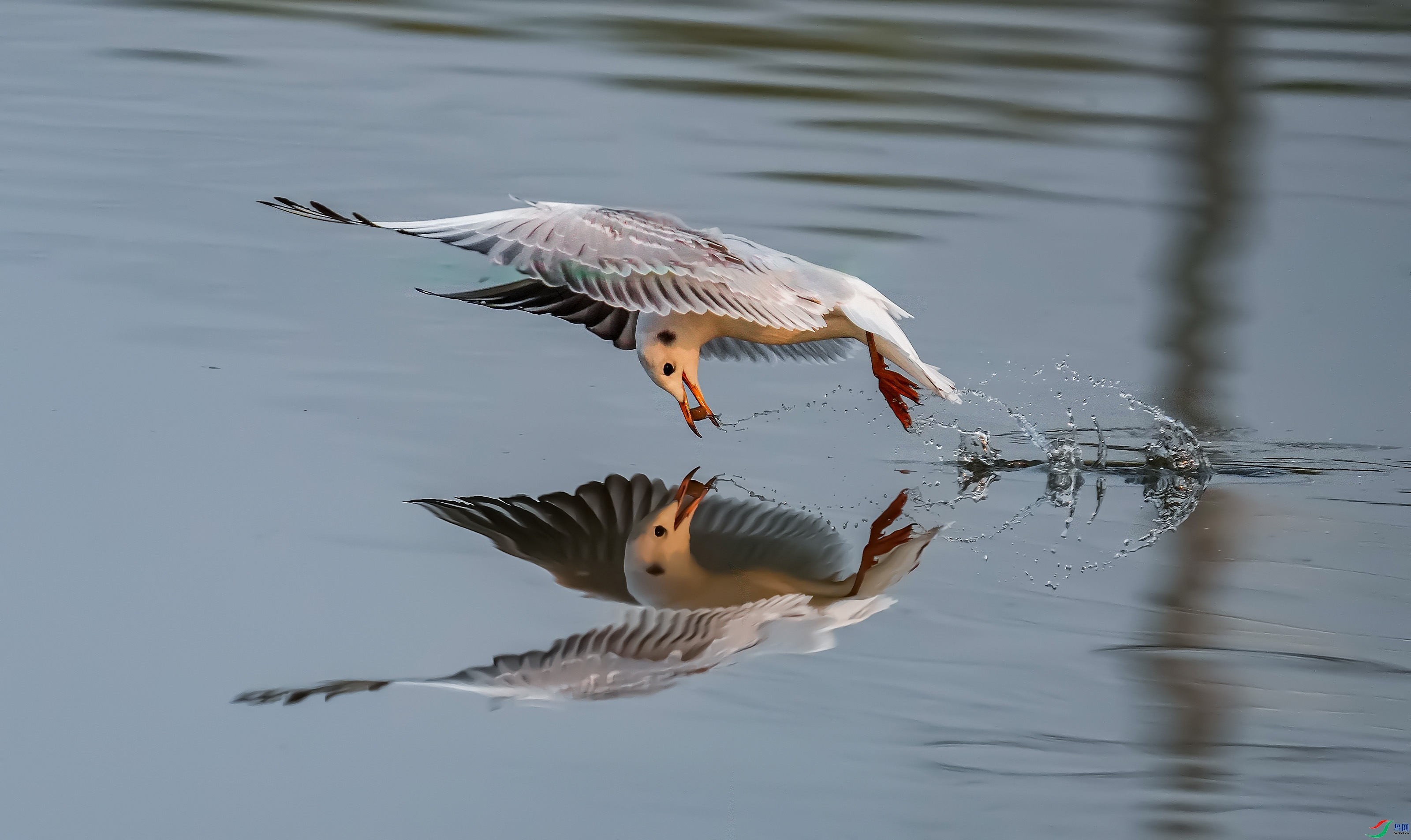 2.14�ϻ�����ʦ��Ʒ   �վ���(ף���ٻ�ÿ�ռ���).jpg