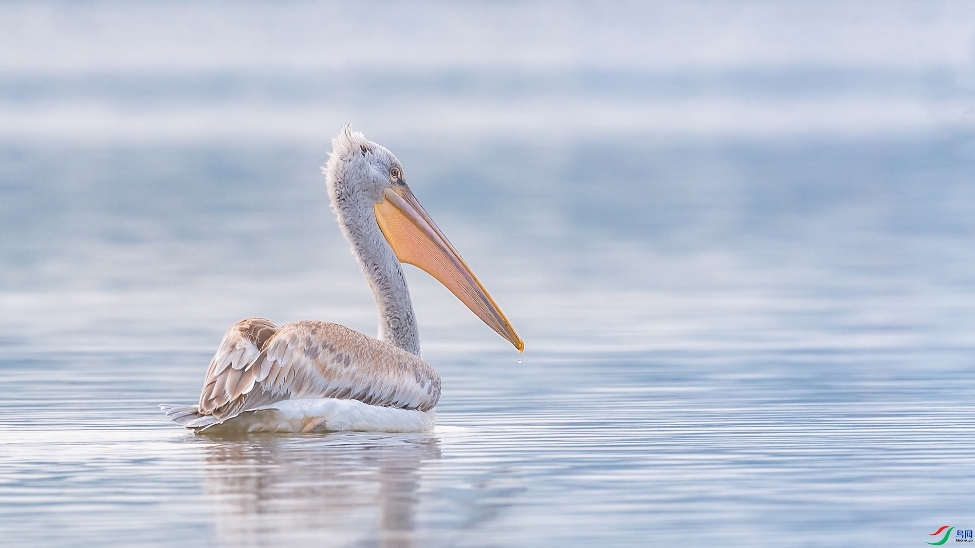 2.17Դ����Ȼ��ʦ��Ʒ  ������һЦ����ף���ٻ�ÿ�ռ�����.jpg