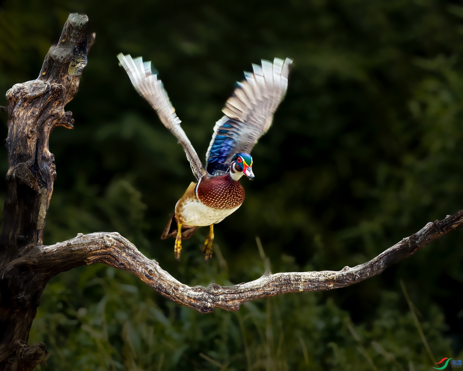 2.17���ר��ʦ��Ʒ   ���һһ��ԧ�죨ף���ٻ���Ӱʦ������.jpg