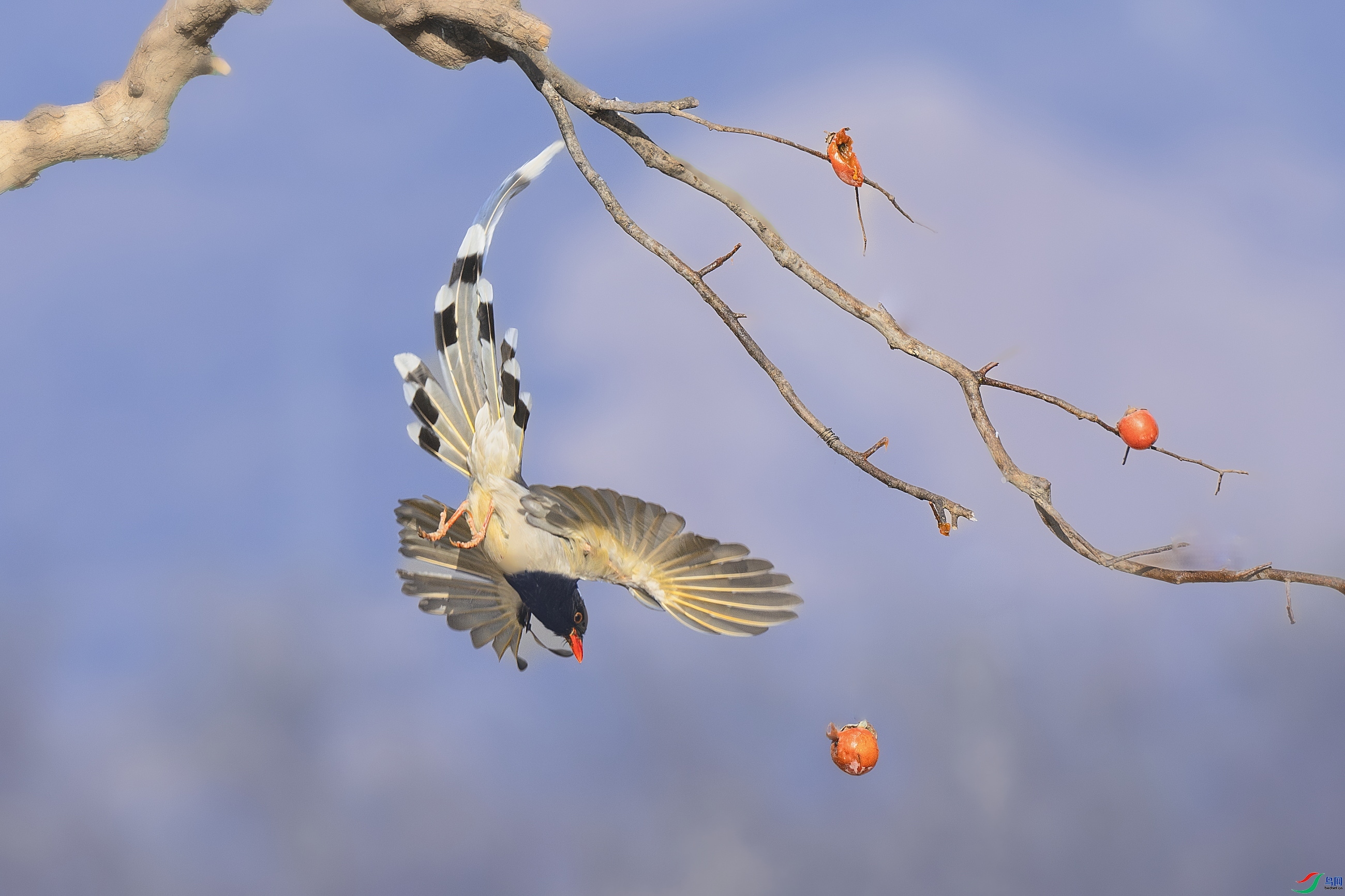 2.17��һ��ʦ��Ʒ   ������ȵ��ף���ٻ��Ա������.jpg