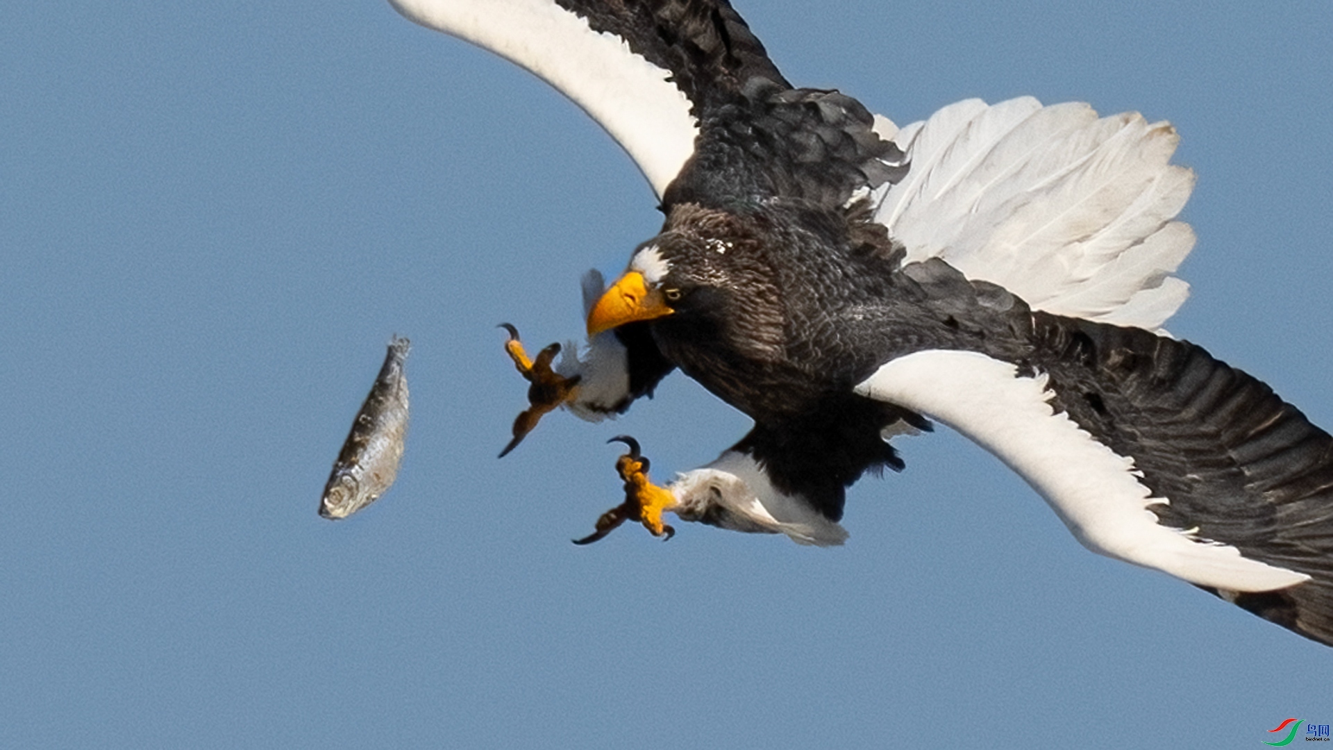 2.18���Dk��ʦ��Ʒ   ������ʧ��ף���ٻ���Ӱʦ������.jpg