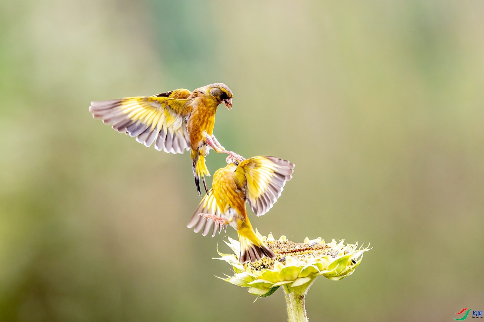 2.18����ɽ������ʦ��Ʒ   ��ͷһצ��ף���ٻ���Ӱʦ������.jpg