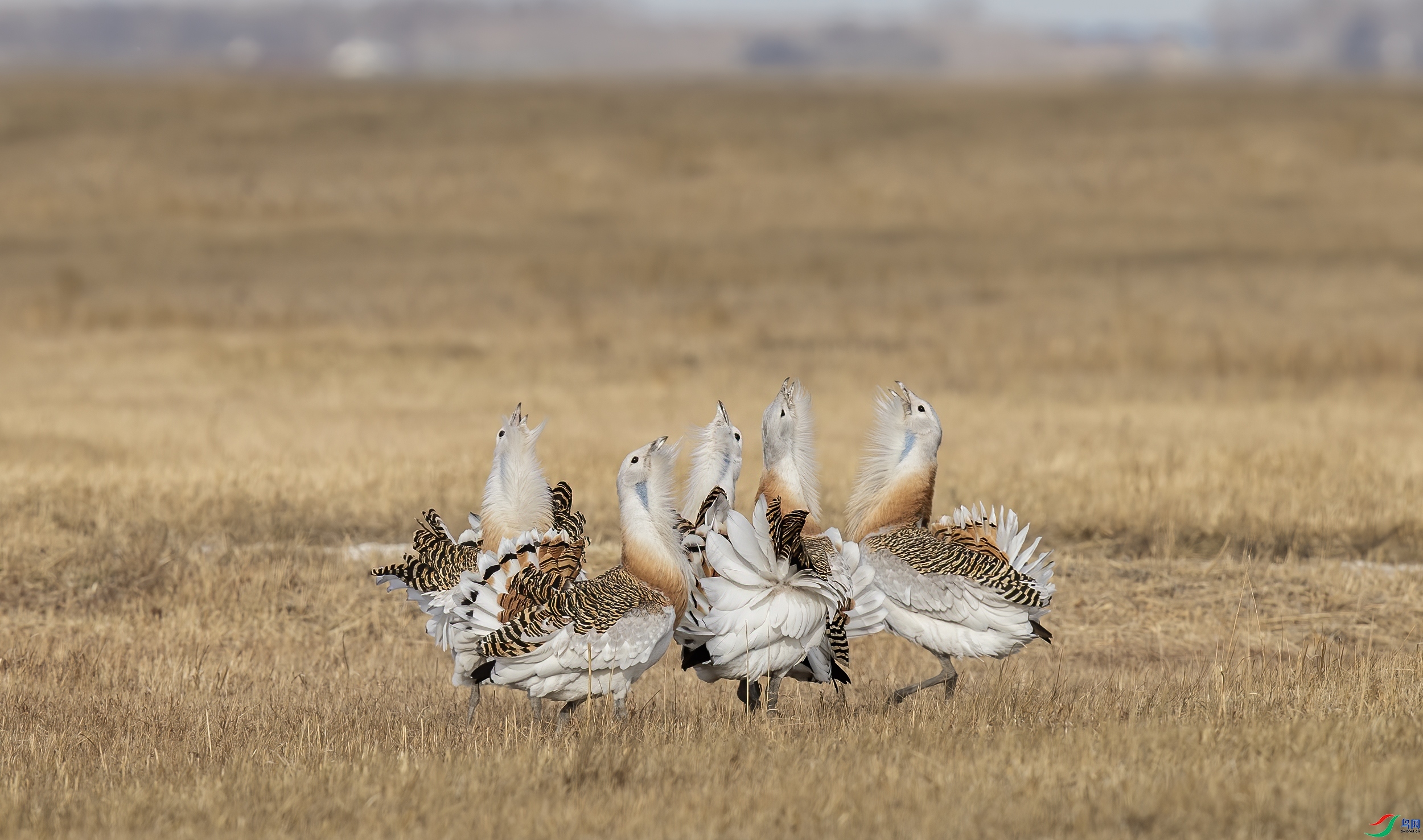 2.19������ʦ��Ʒ  -----���꼪�飡.jpg