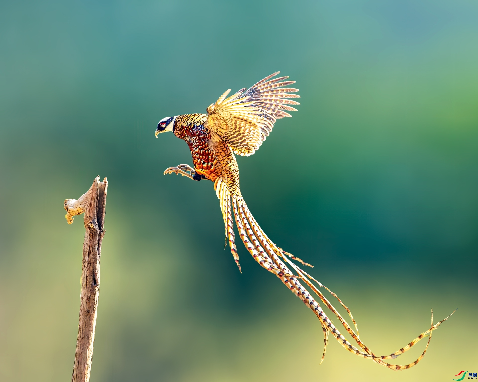 2.19���ר��ʦ��Ʒ   ��׮һһ�׹ڳ�β��.jpg