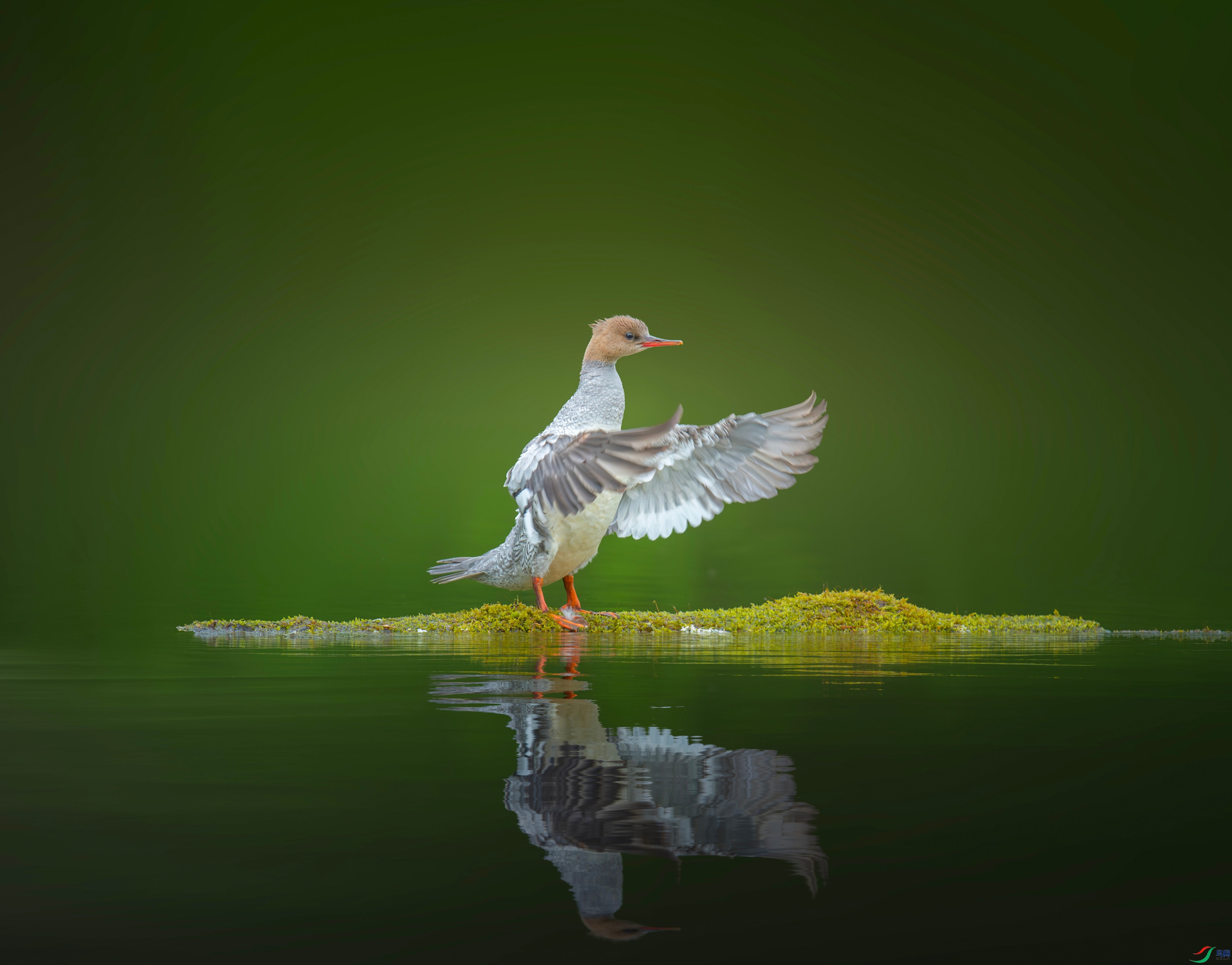 �л���ɳѼ (28).jpg