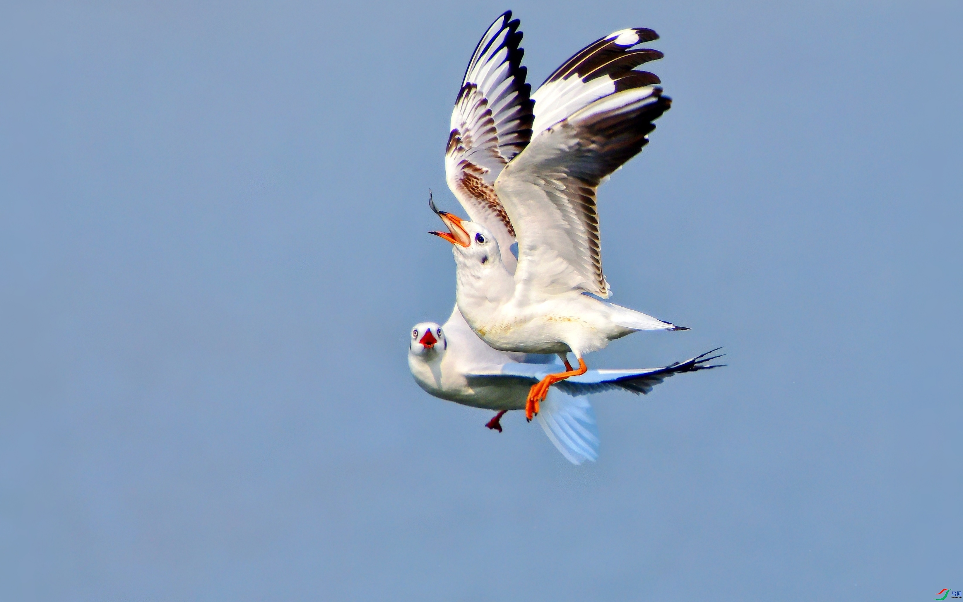 2.18��ͷ��69��ʦ��Ʒ   ���н��� ��ף���ٻ�ÿ�ռ�����.jpg