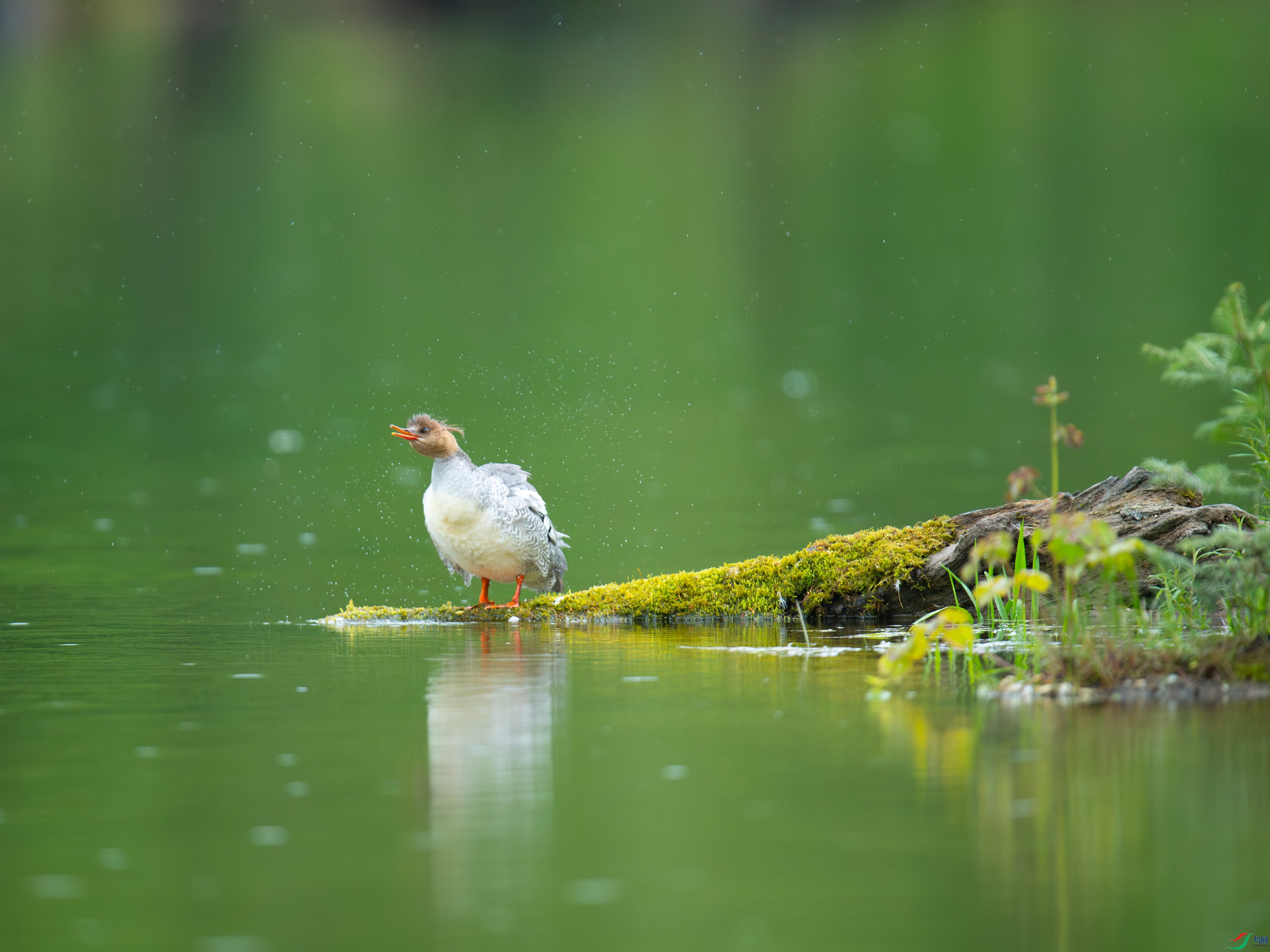 �л���ɳѼ (32).jpg