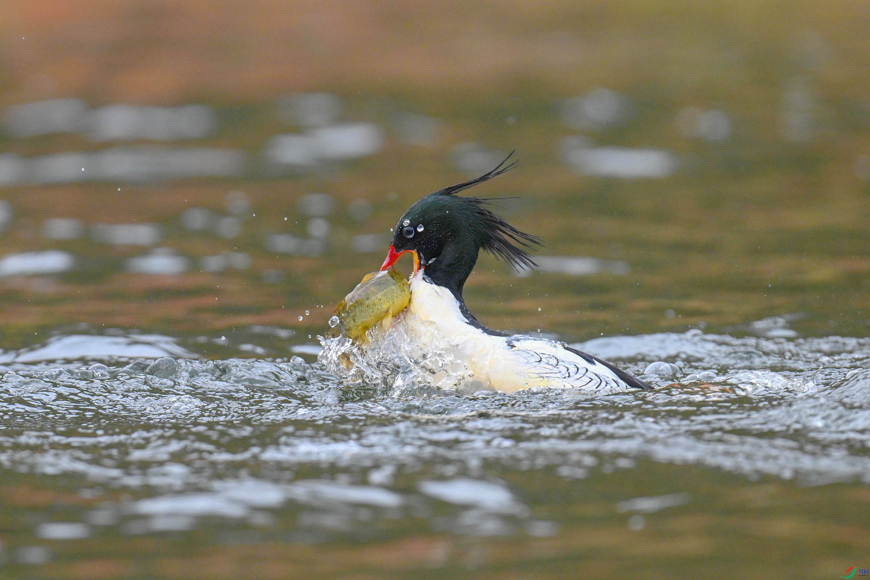 �л���ɳѼ (34).jpg