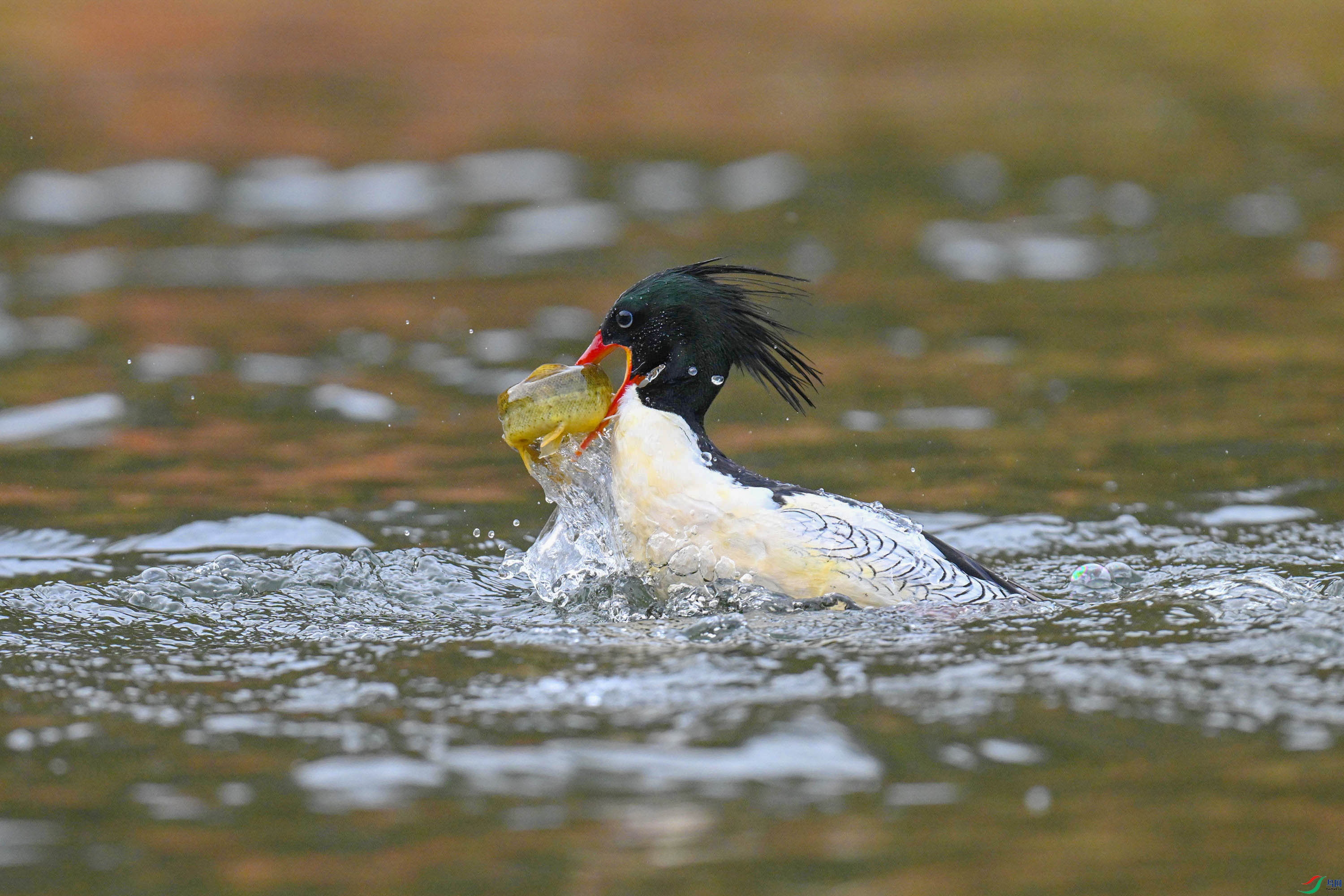 �л���ɳѼ (35).jpg