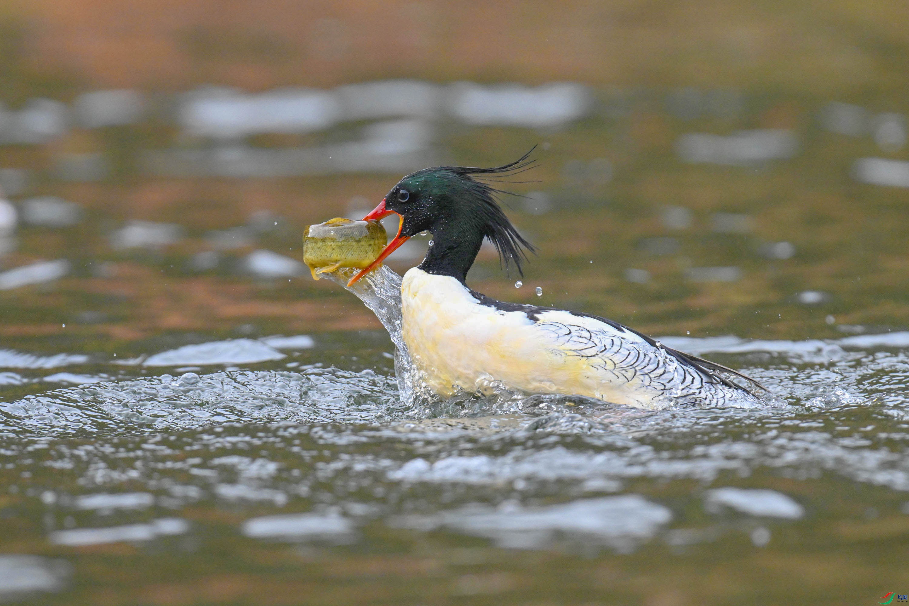 �л���ɳѼ (36).jpg