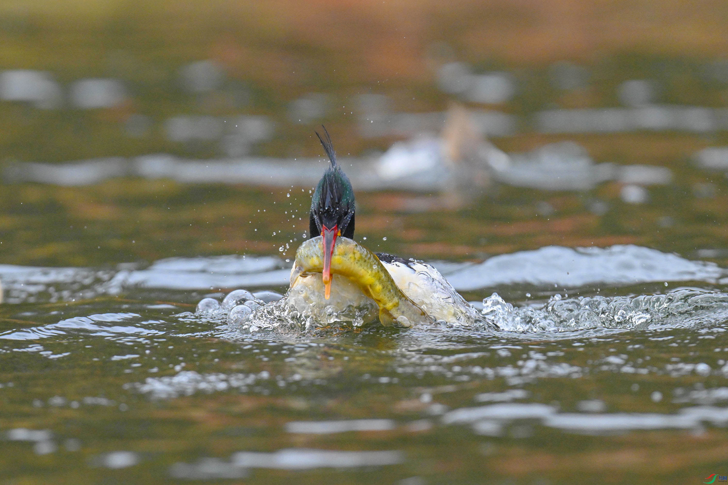 �л���ɳѼ (38).jpg