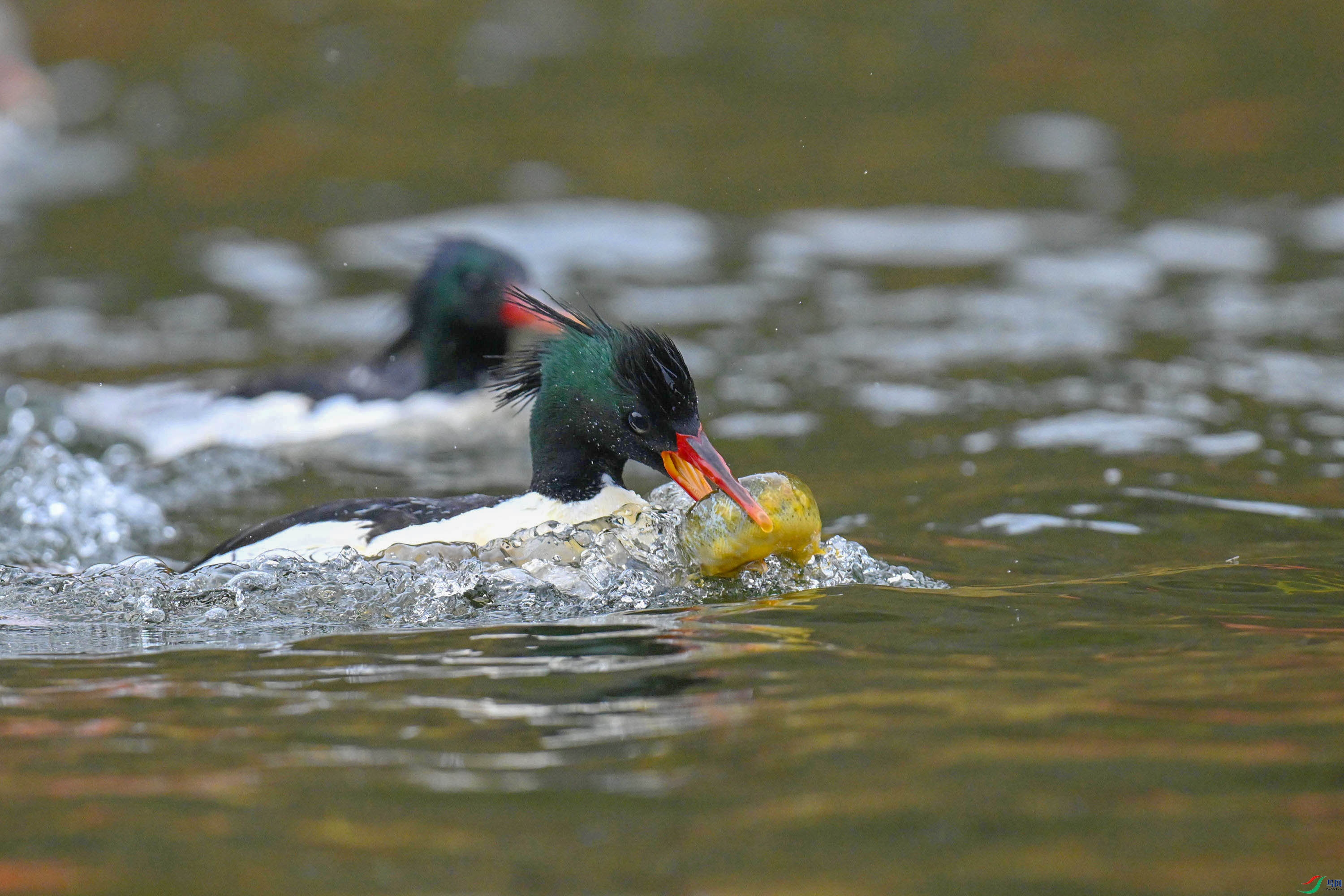 �л���ɳѼ (39).jpg