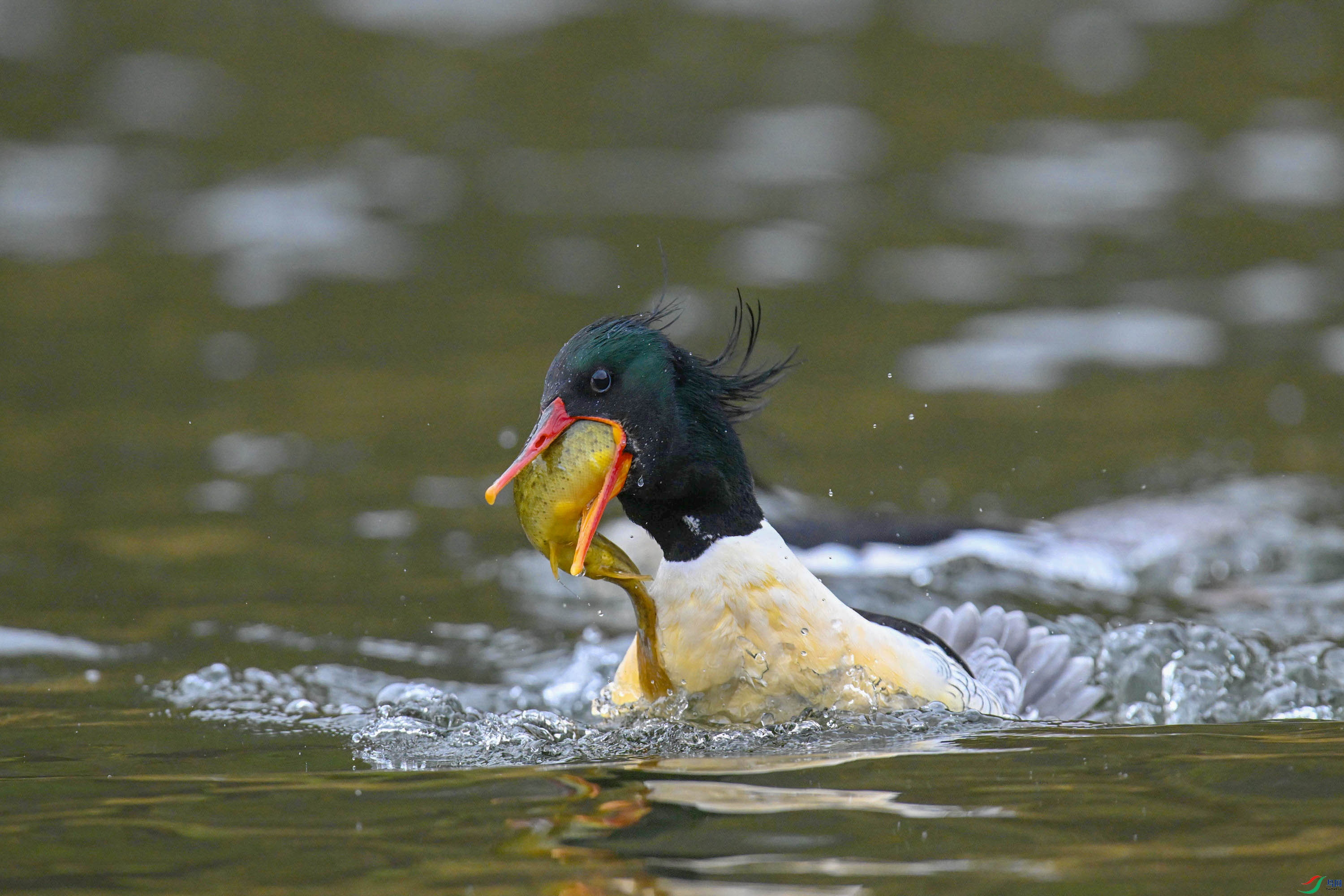 �л���ɳѼ (40).jpg