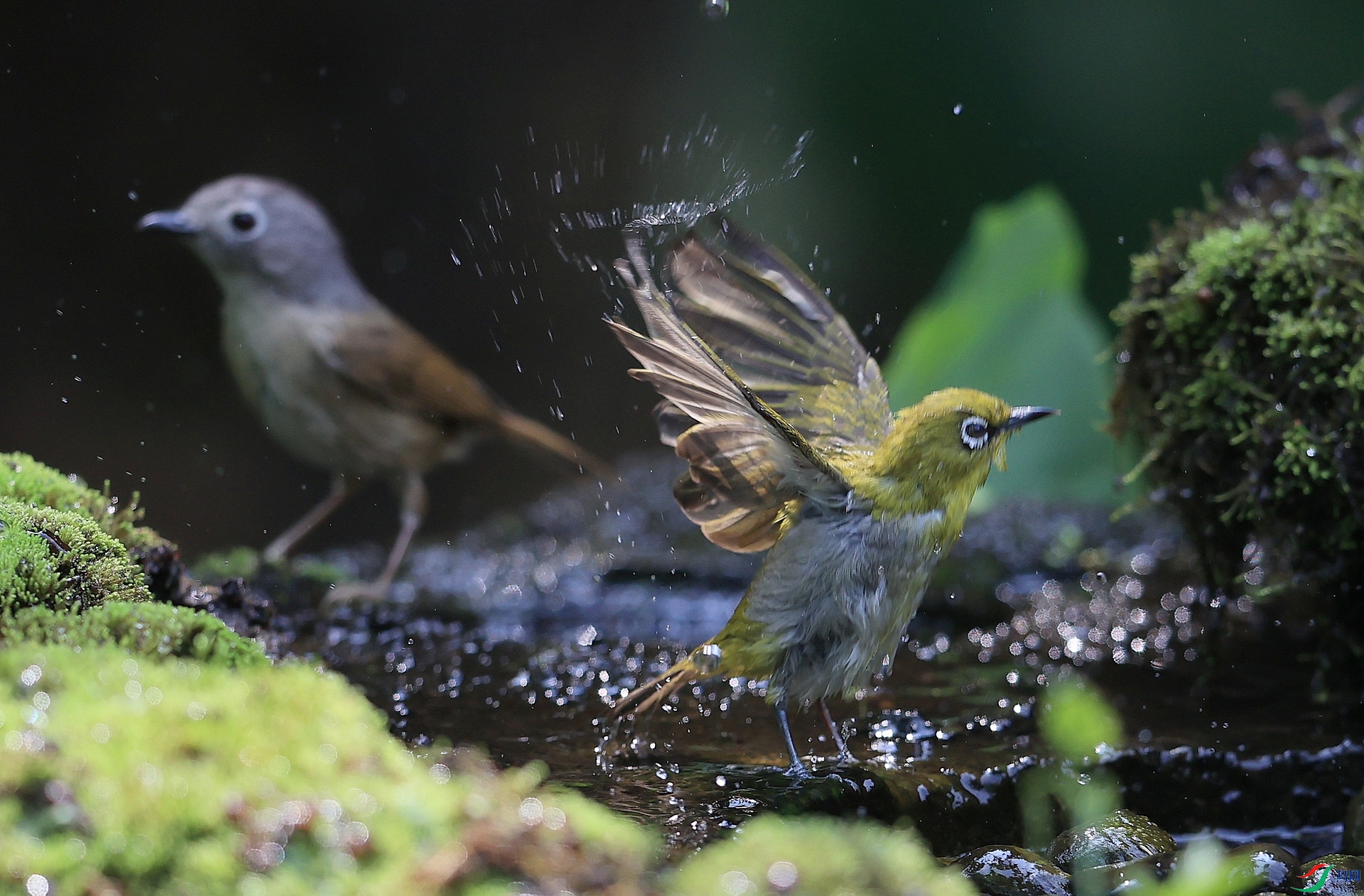 AK1I7151�� ˮ2.JPG