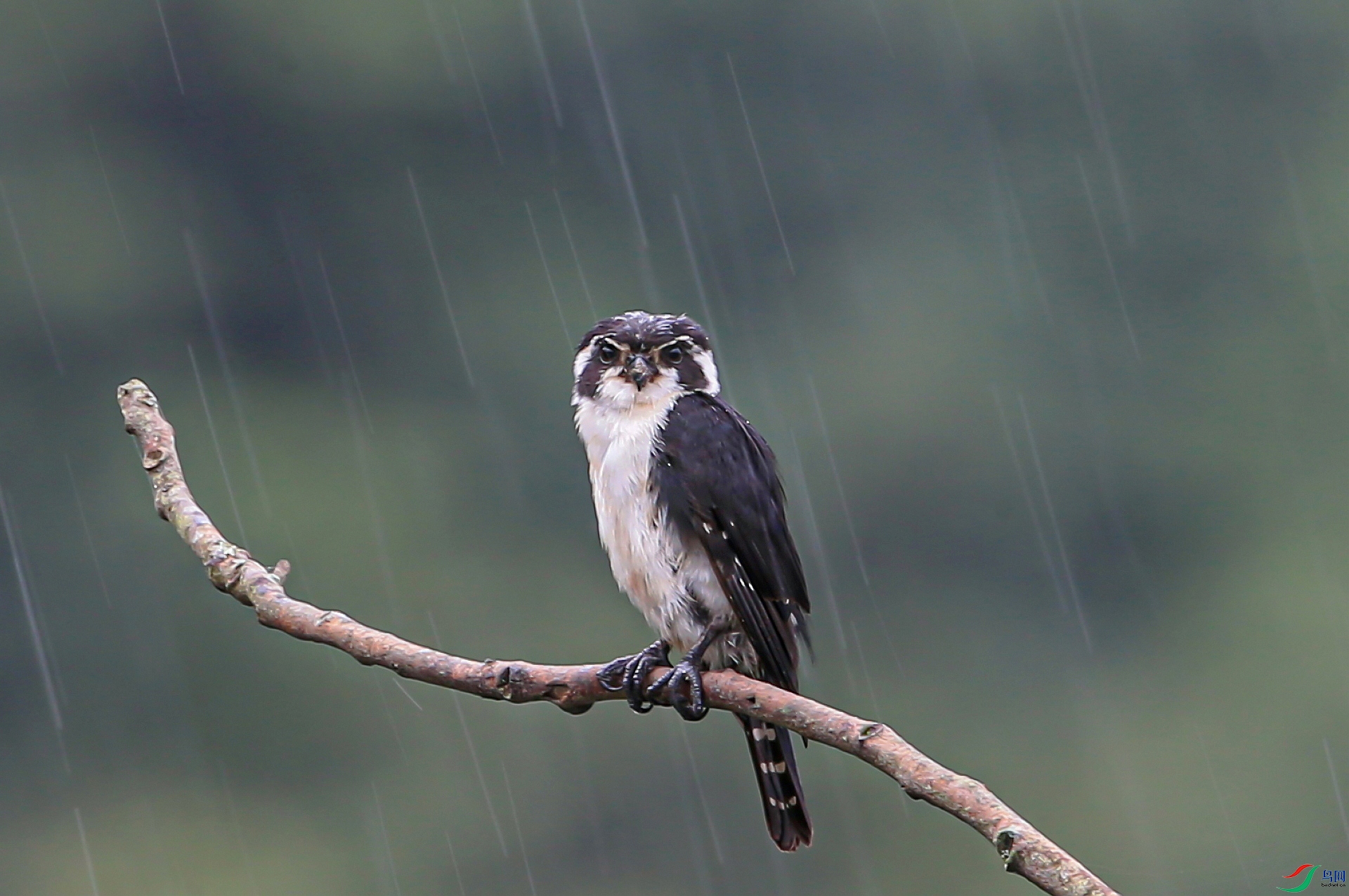 ����IMGL7383����ҹϲ�꡷���ƣ��Ÿ�  ����֪ʱ�ڣ������˷��������Ǳ��ҹ������ϸ������---����.jpg