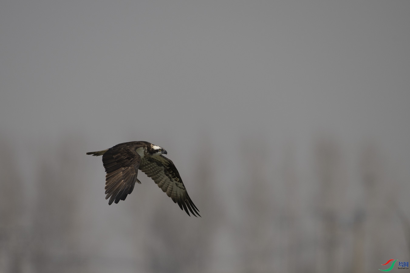 DSC_6321_1.jpg
