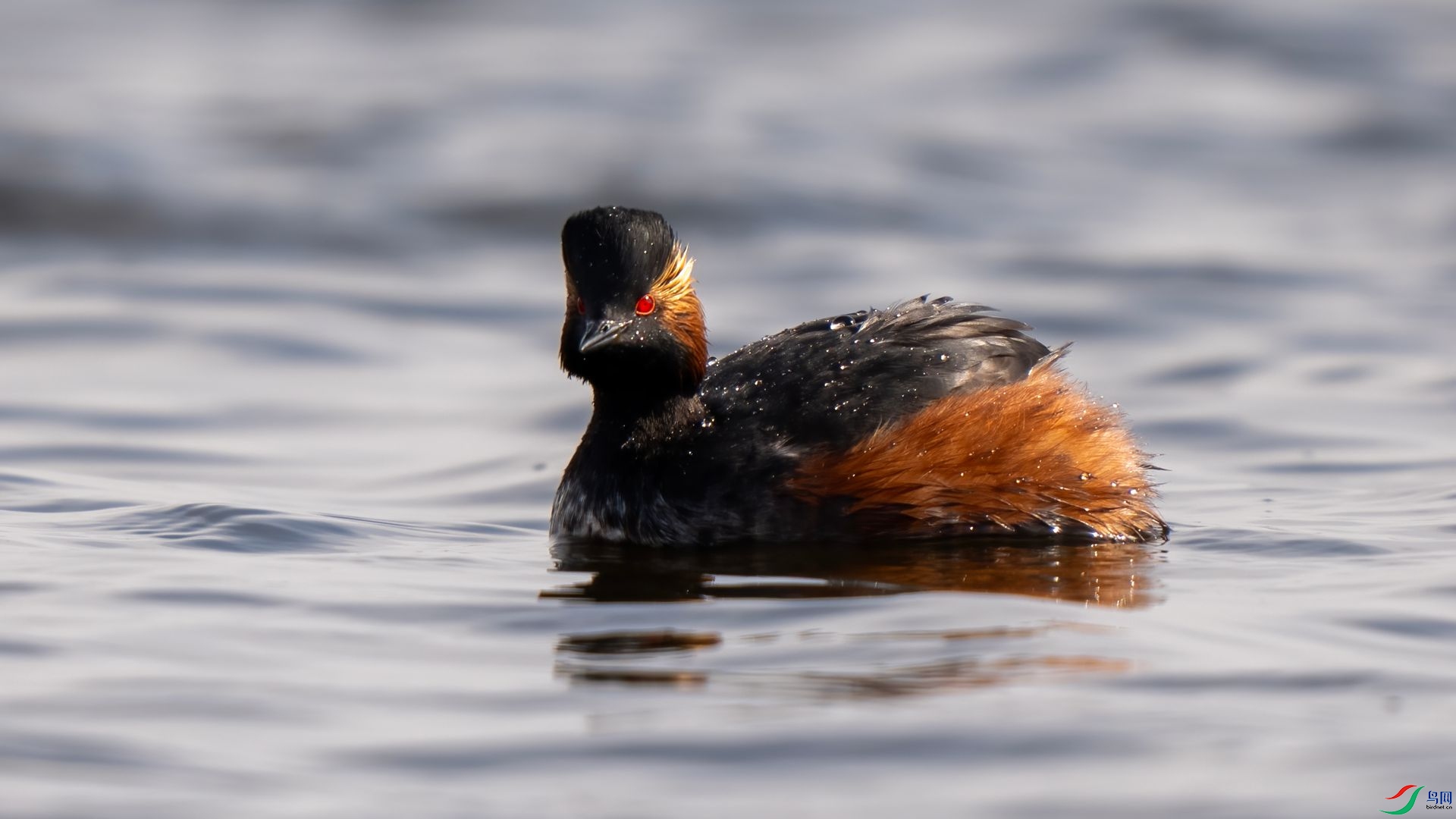 DSC07386 ����.jpg