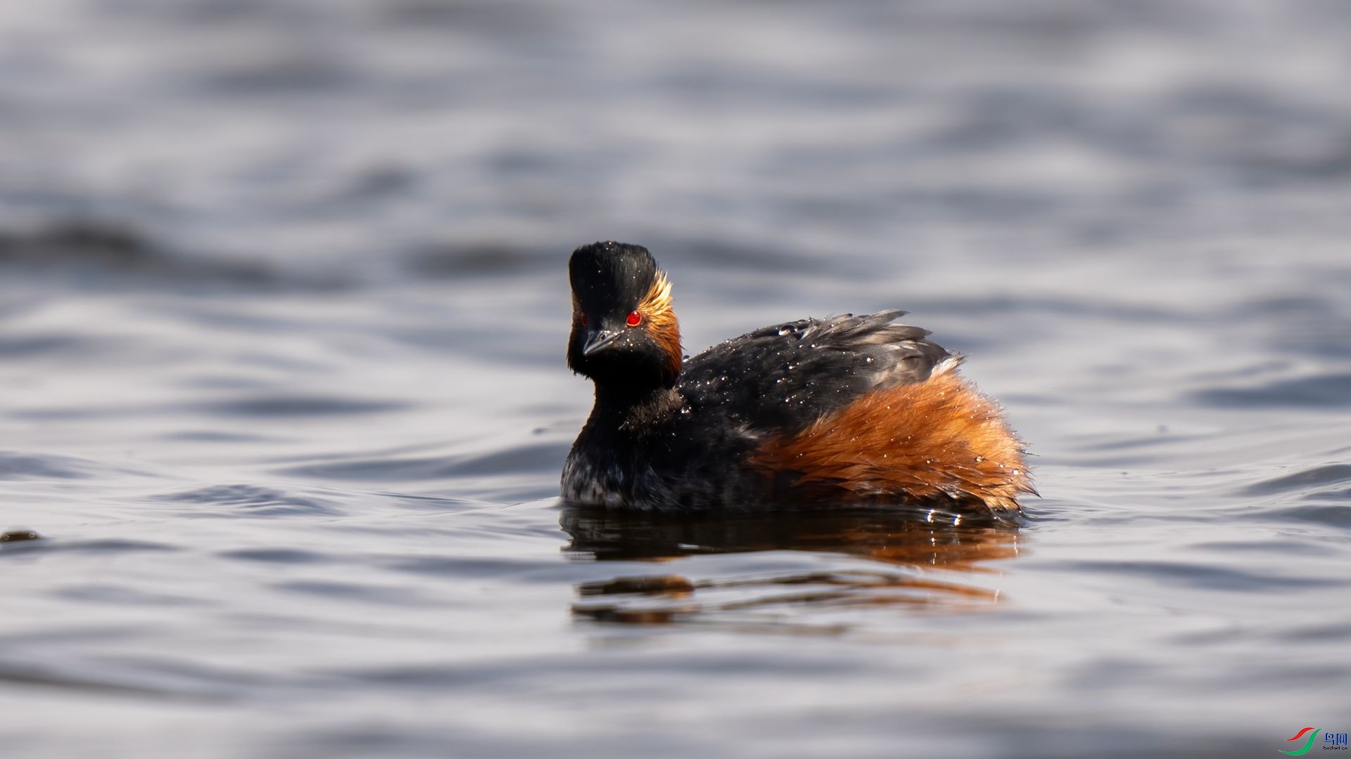 DSC07387 ����.jpg