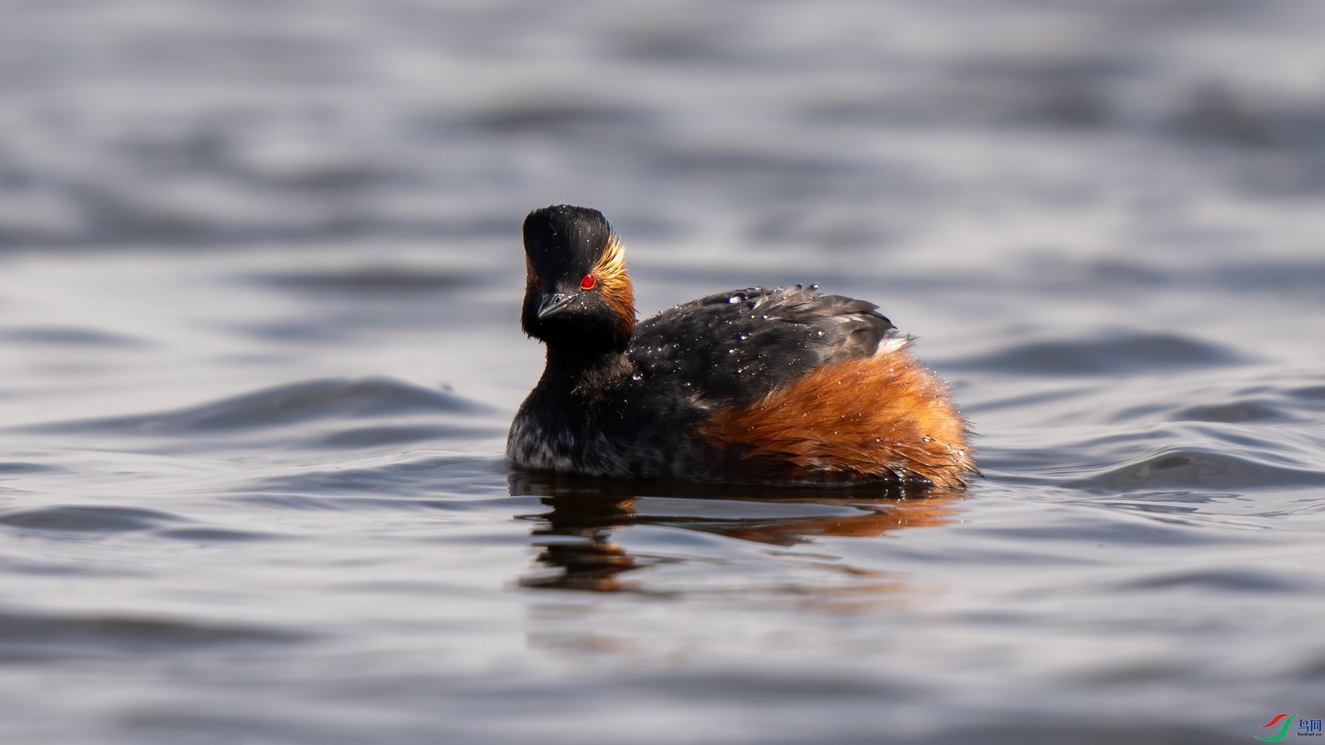 DSC07389 ����.jpg