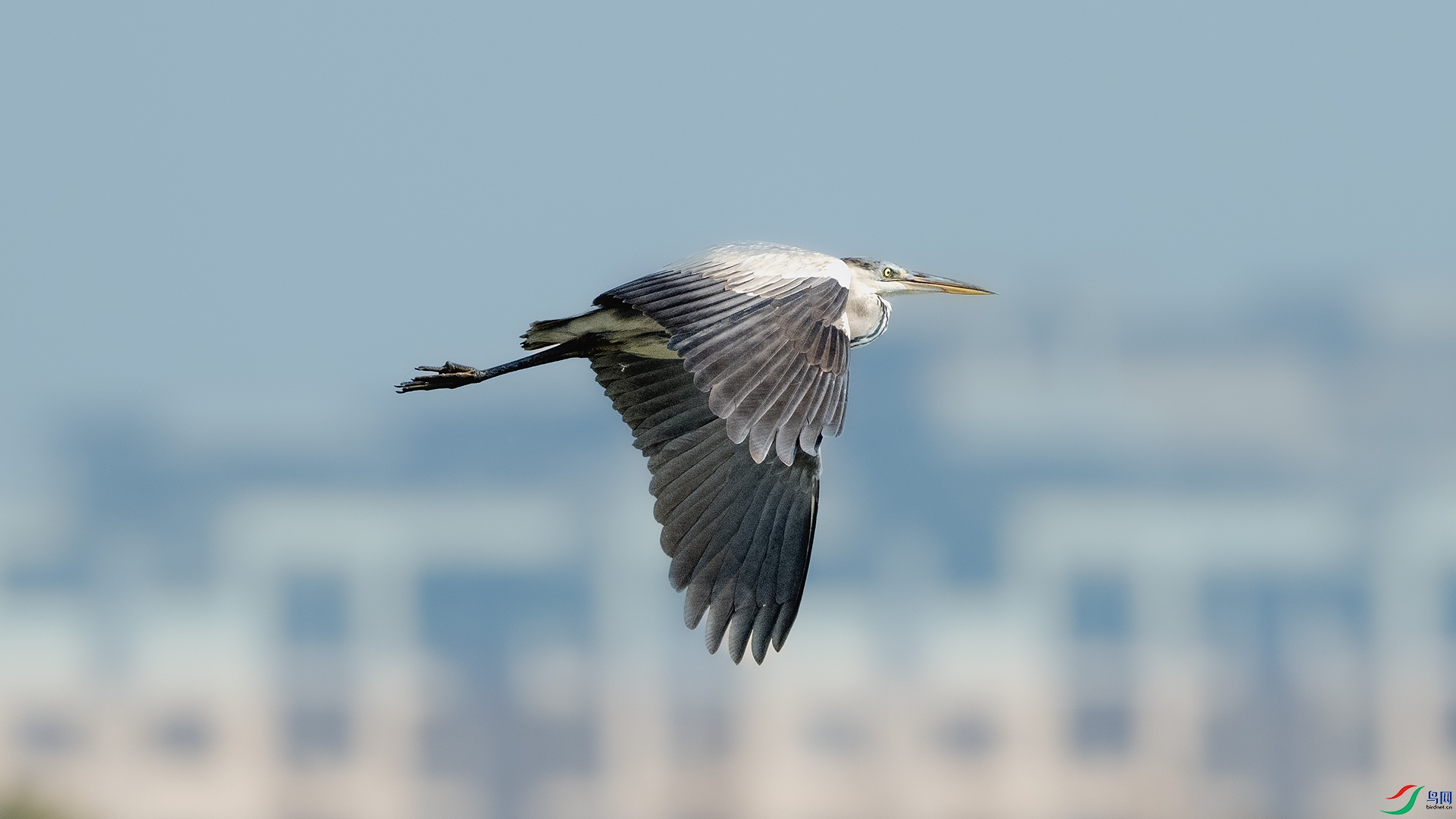 DSC_7133 ����.jpg