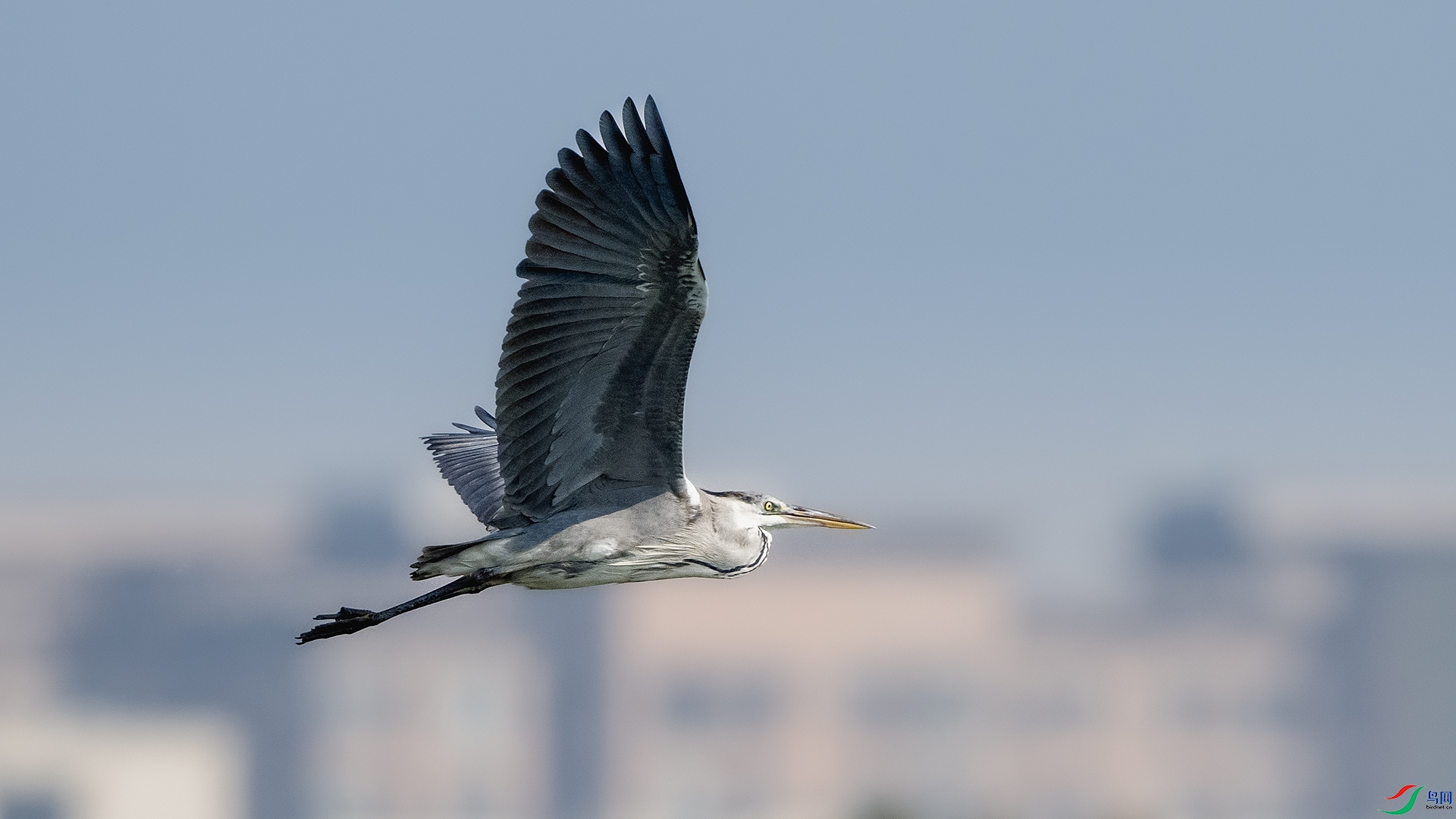 DSC_7136 ����.jpg