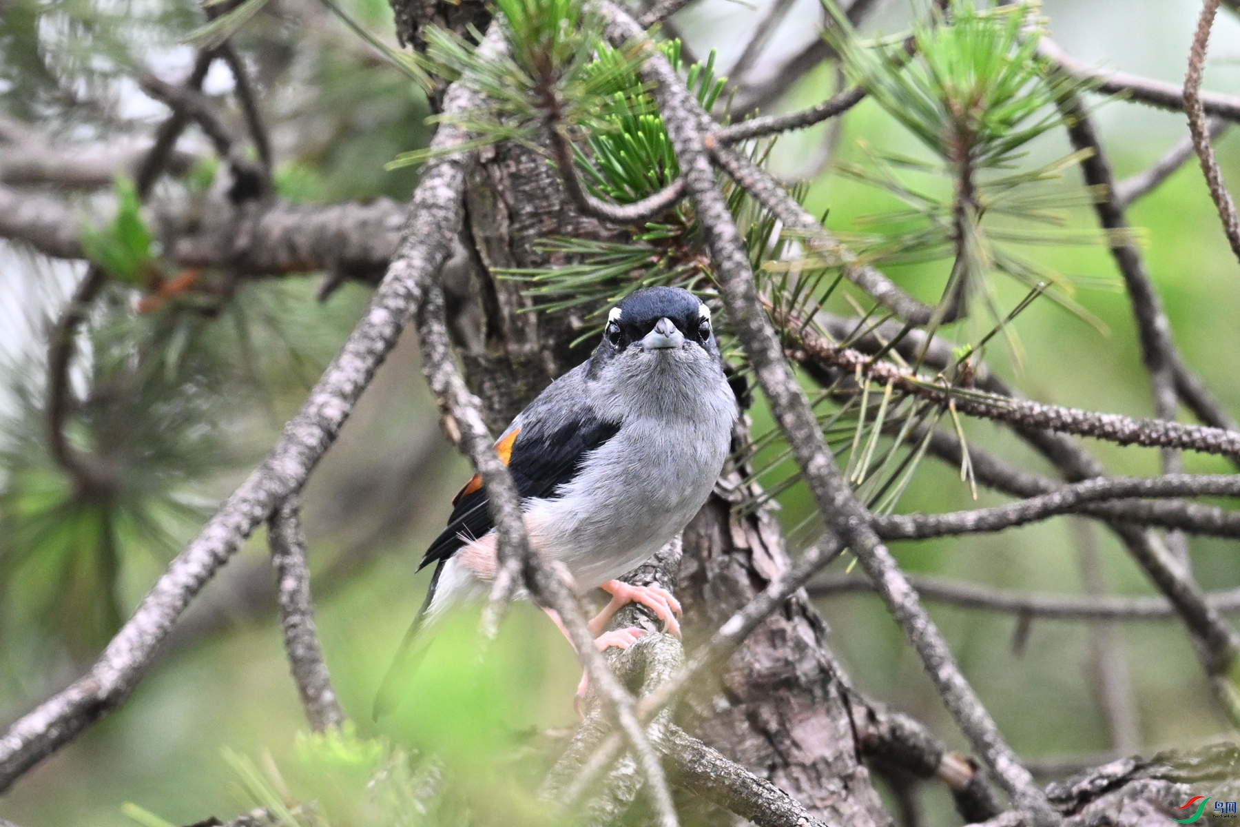 DSC_0935.JPG