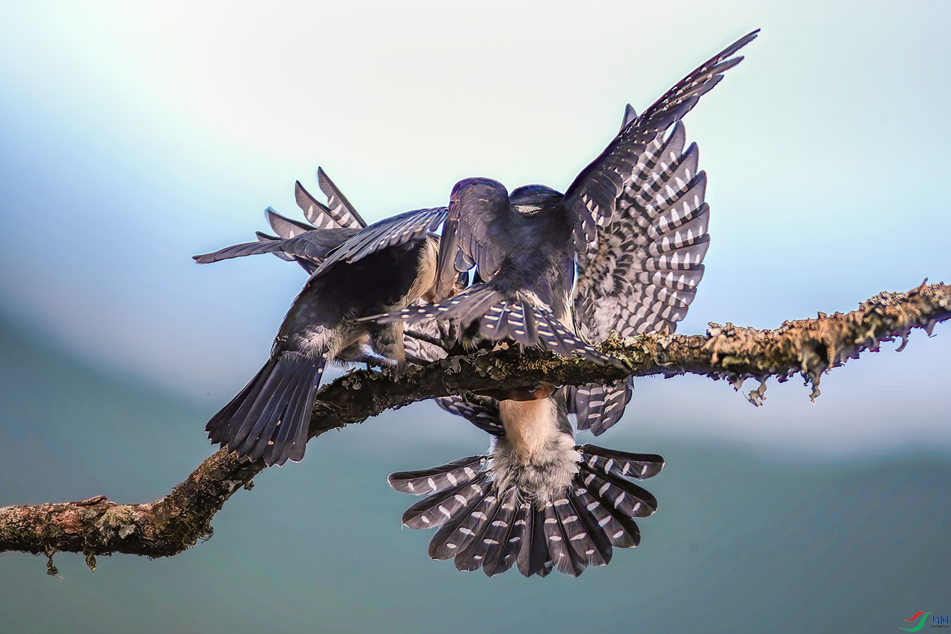 _S7I4988-----33  .jpg