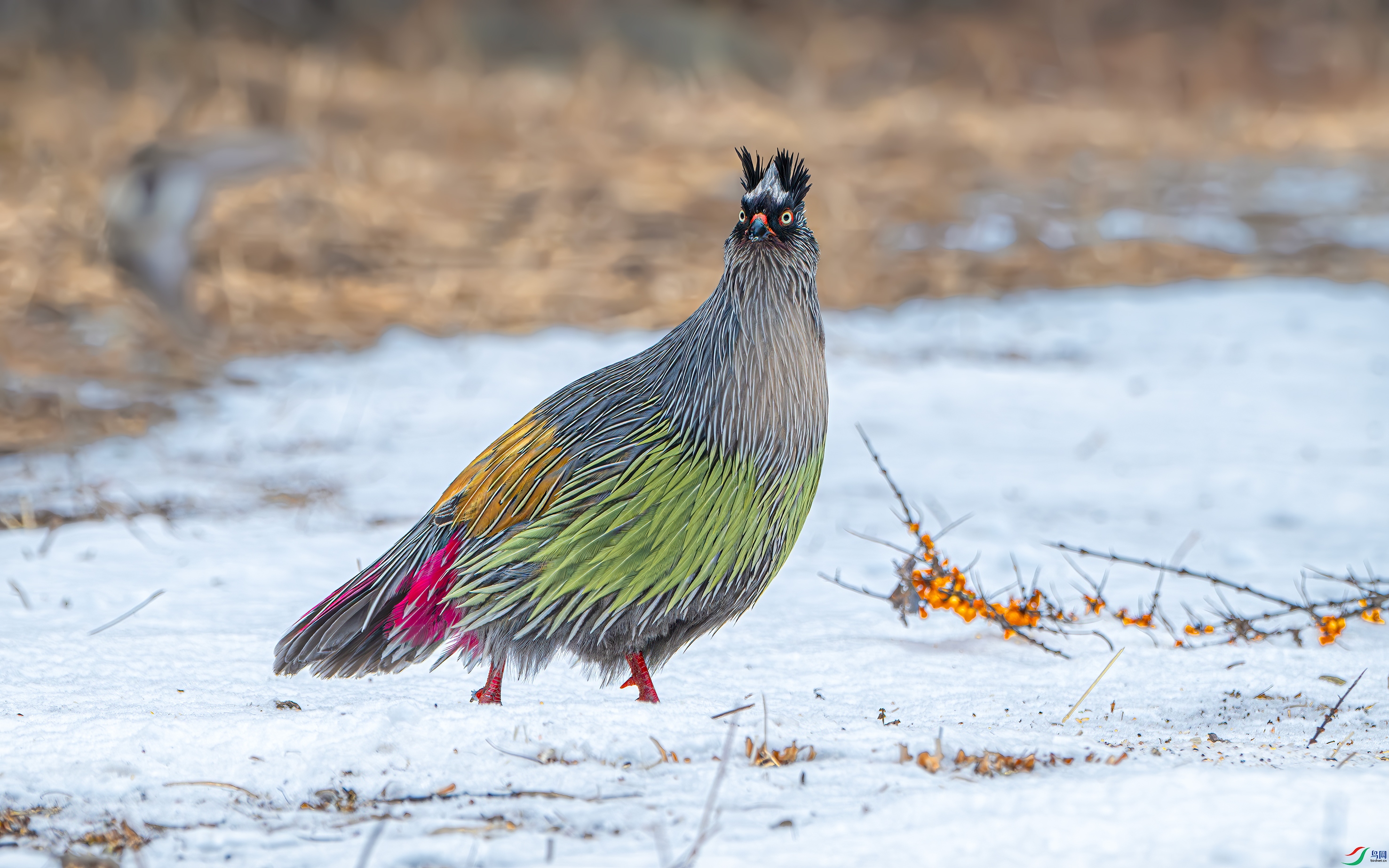 _DSC6709-.jpg