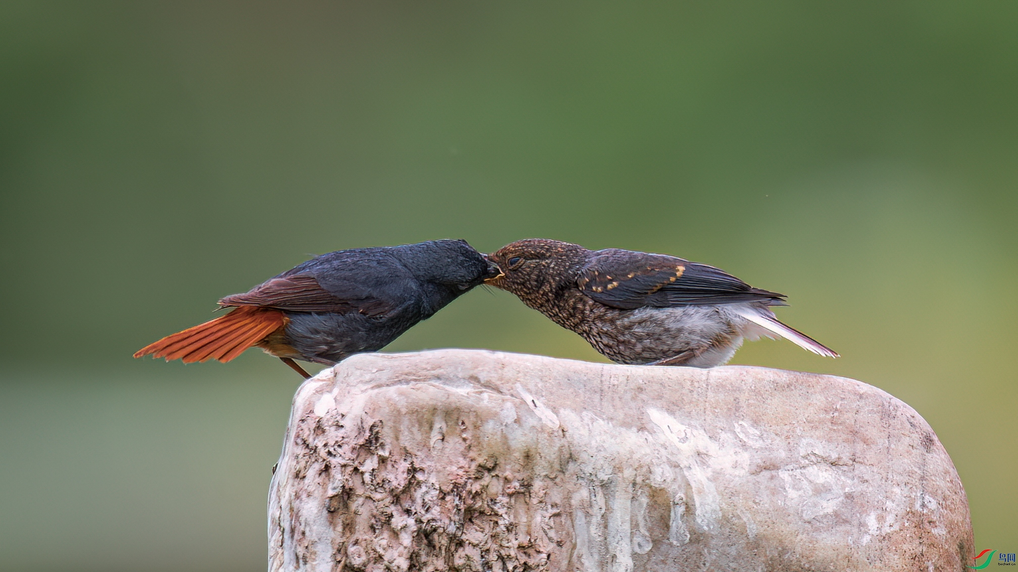 ���޵��̰�