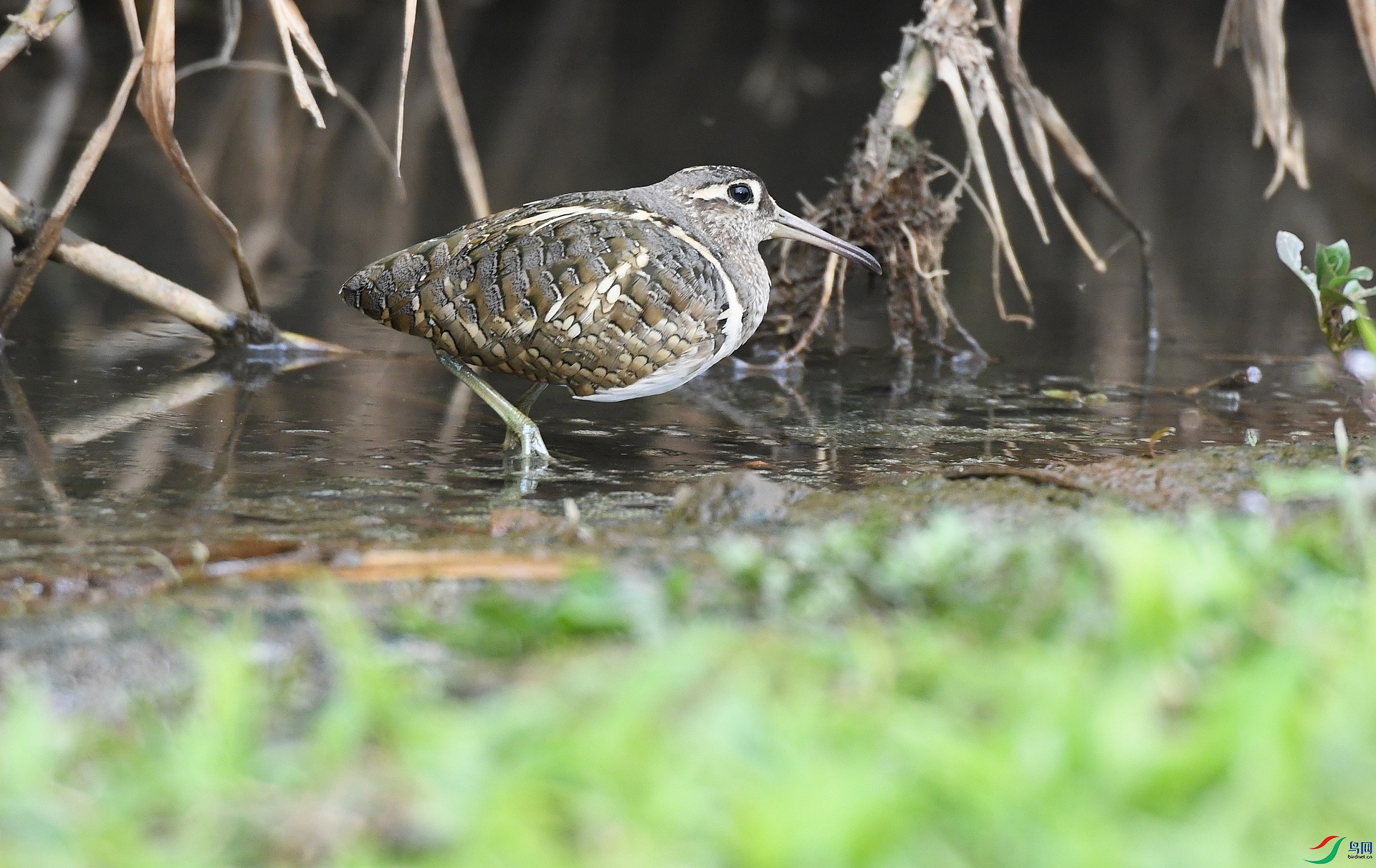 DSC_6779.jpg