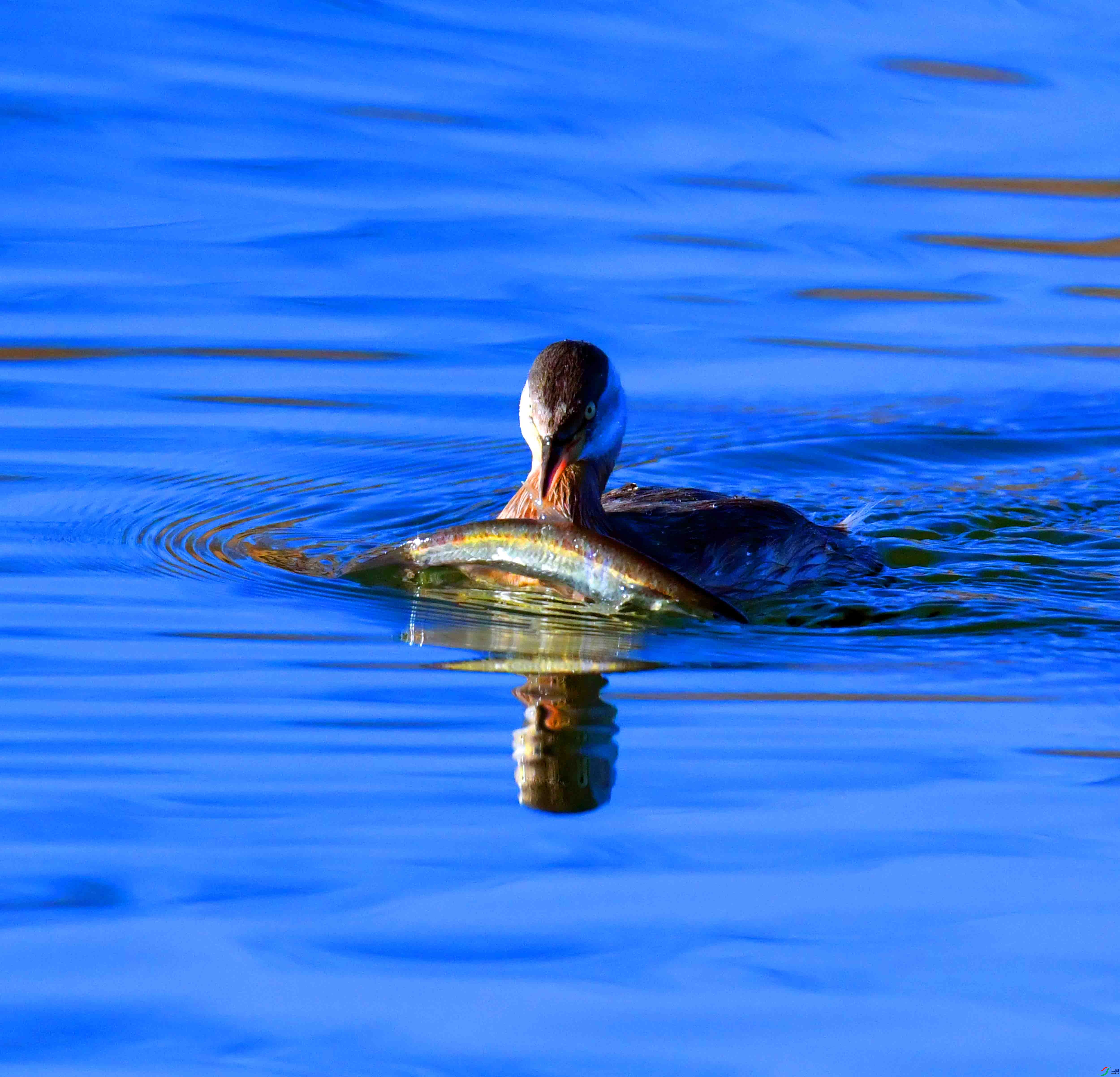 DSC_0111.JPG