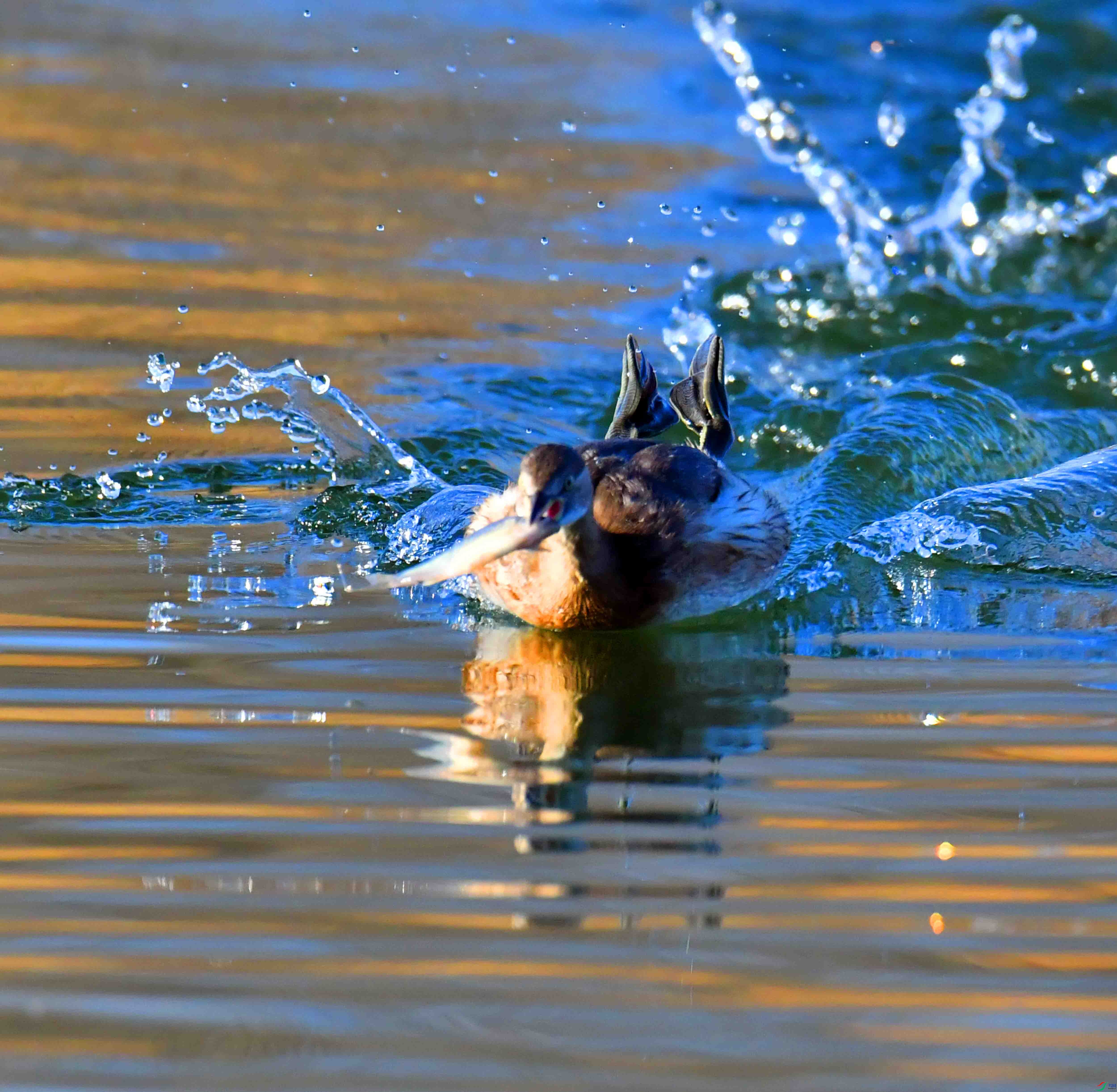 DSC_0119.JPG
