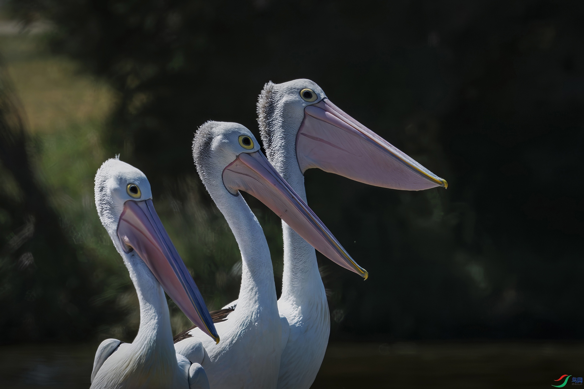 �����ڰ���Geelong��