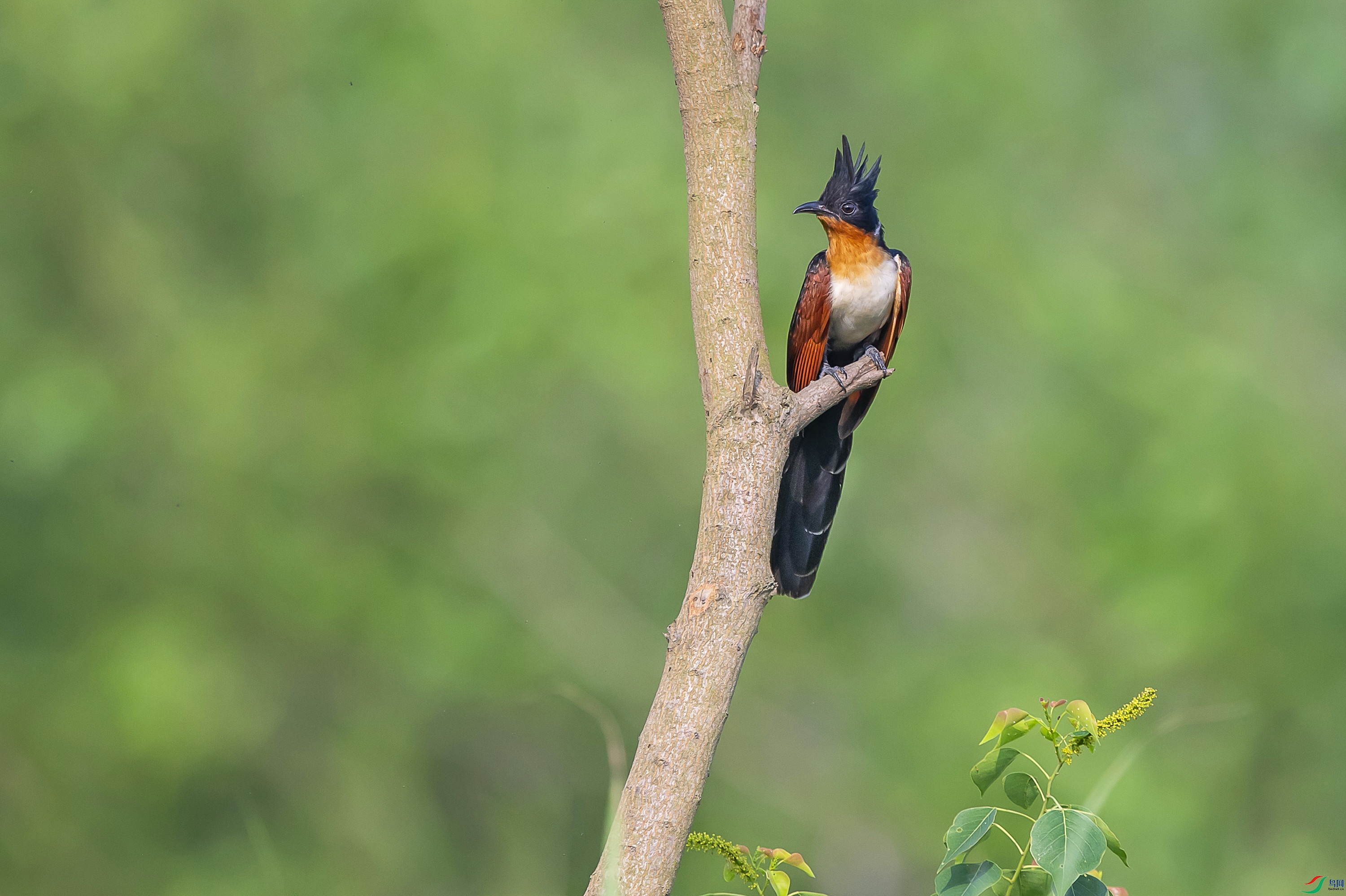 DSC_7445.jpg