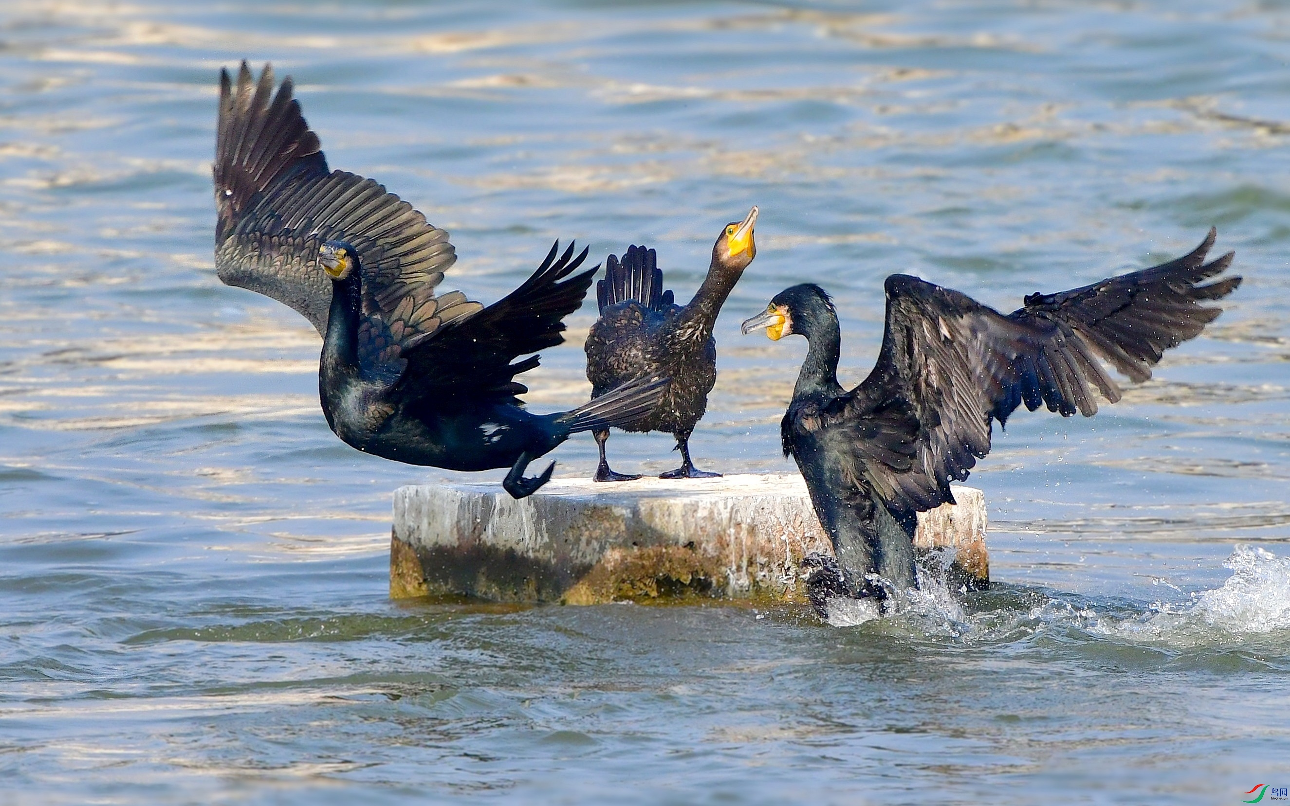 DSC_2157_conew9.jpg