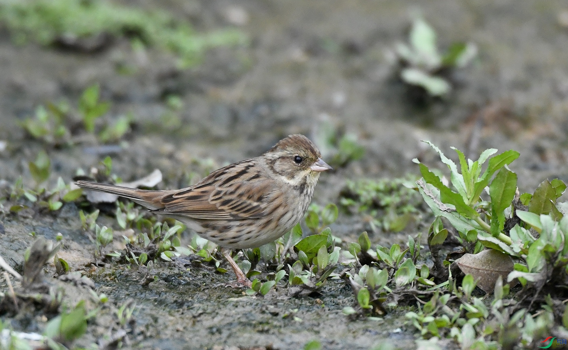 DSC_2434.jpg