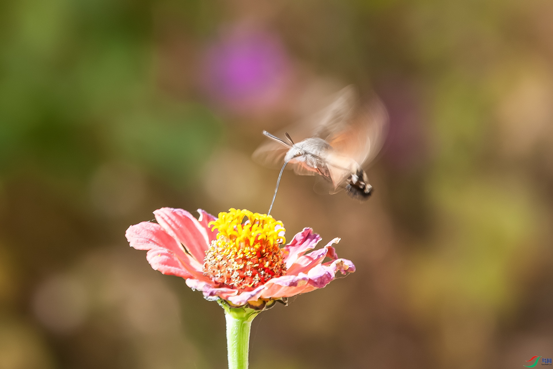 _DSC9933.jpg
