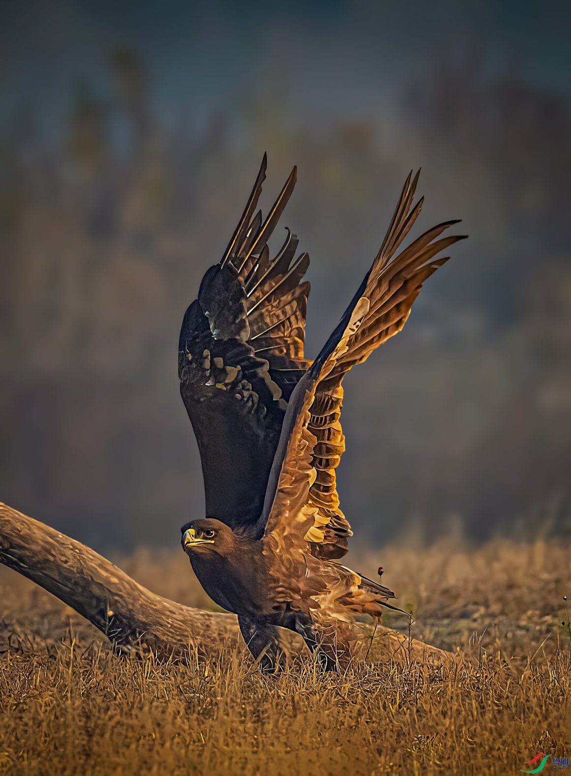 ���ƴ���