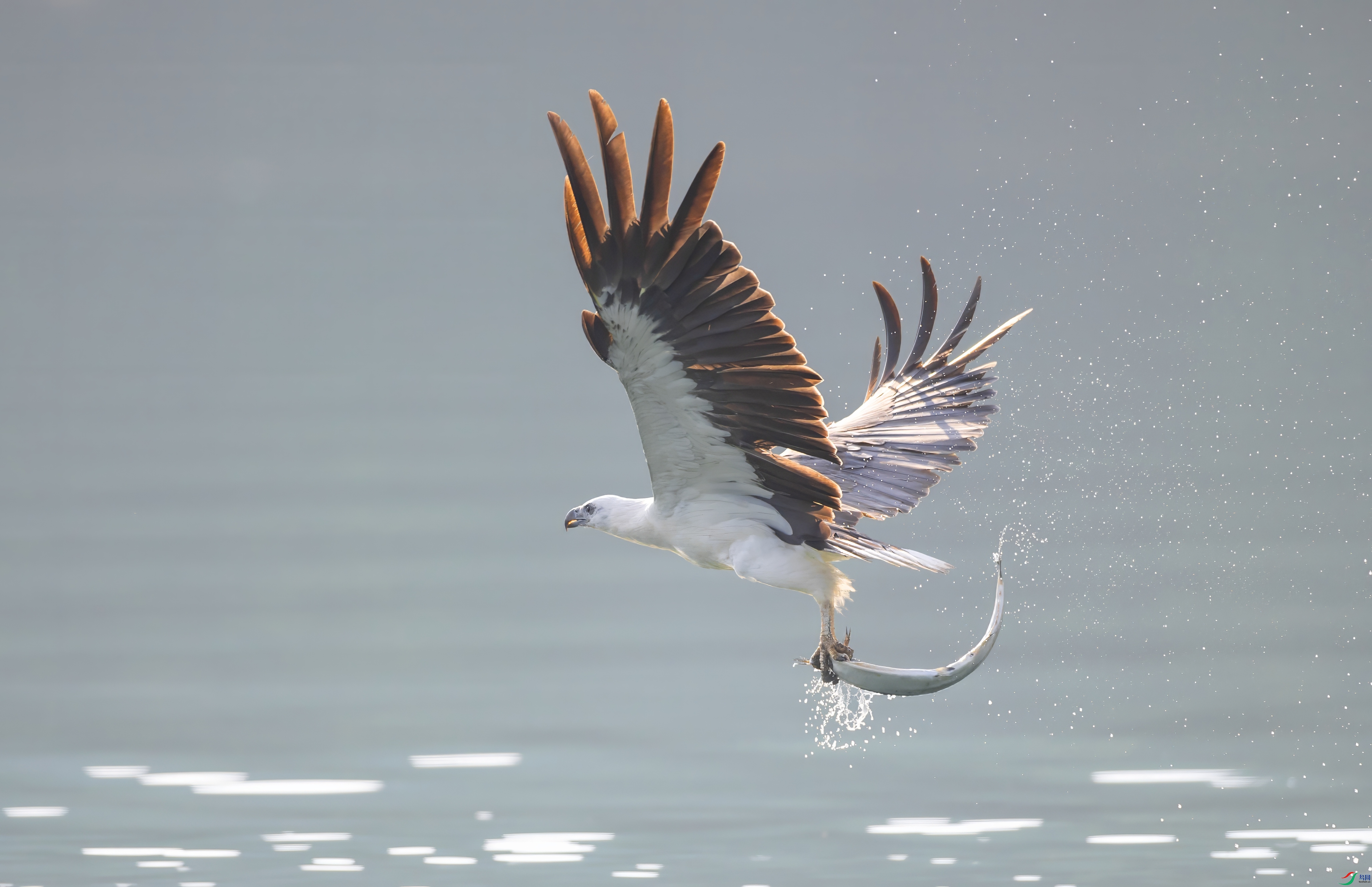 _X0A2170-topaz-denoise.jpeg