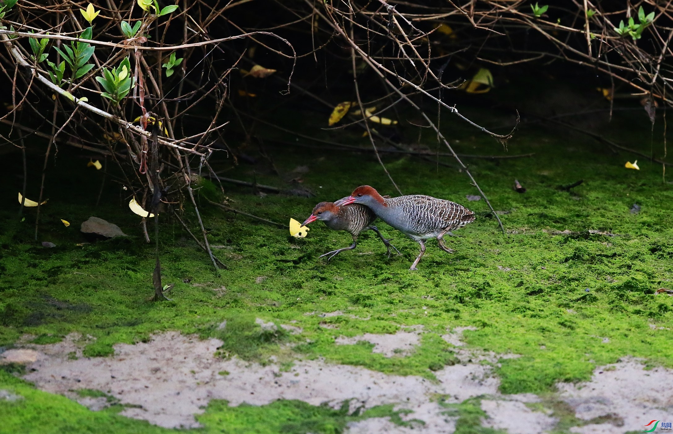 �������� (28).JPG