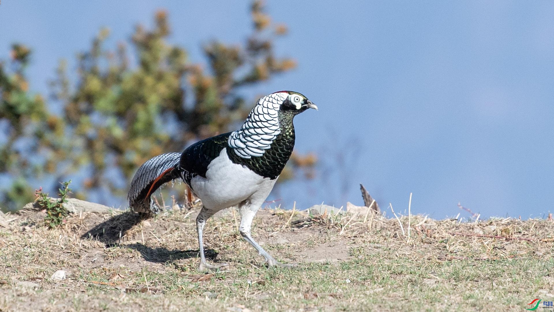 WGB_2218 ����.jpg