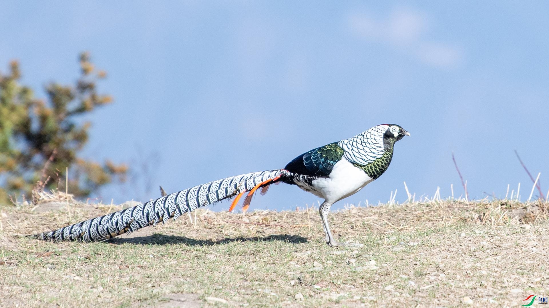 WGB_2242 ����.jpg