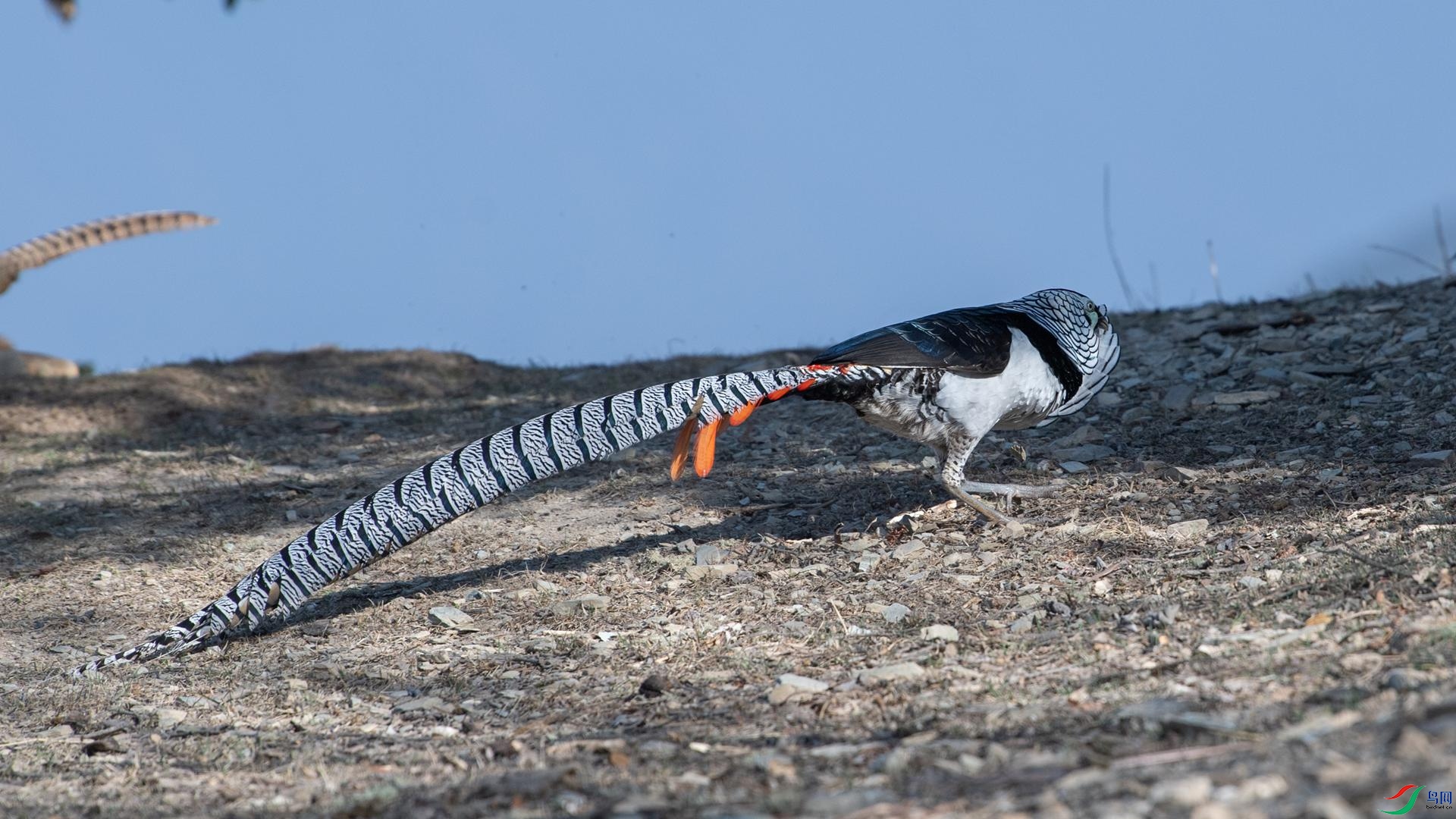 WGB_2971 ����.jpg