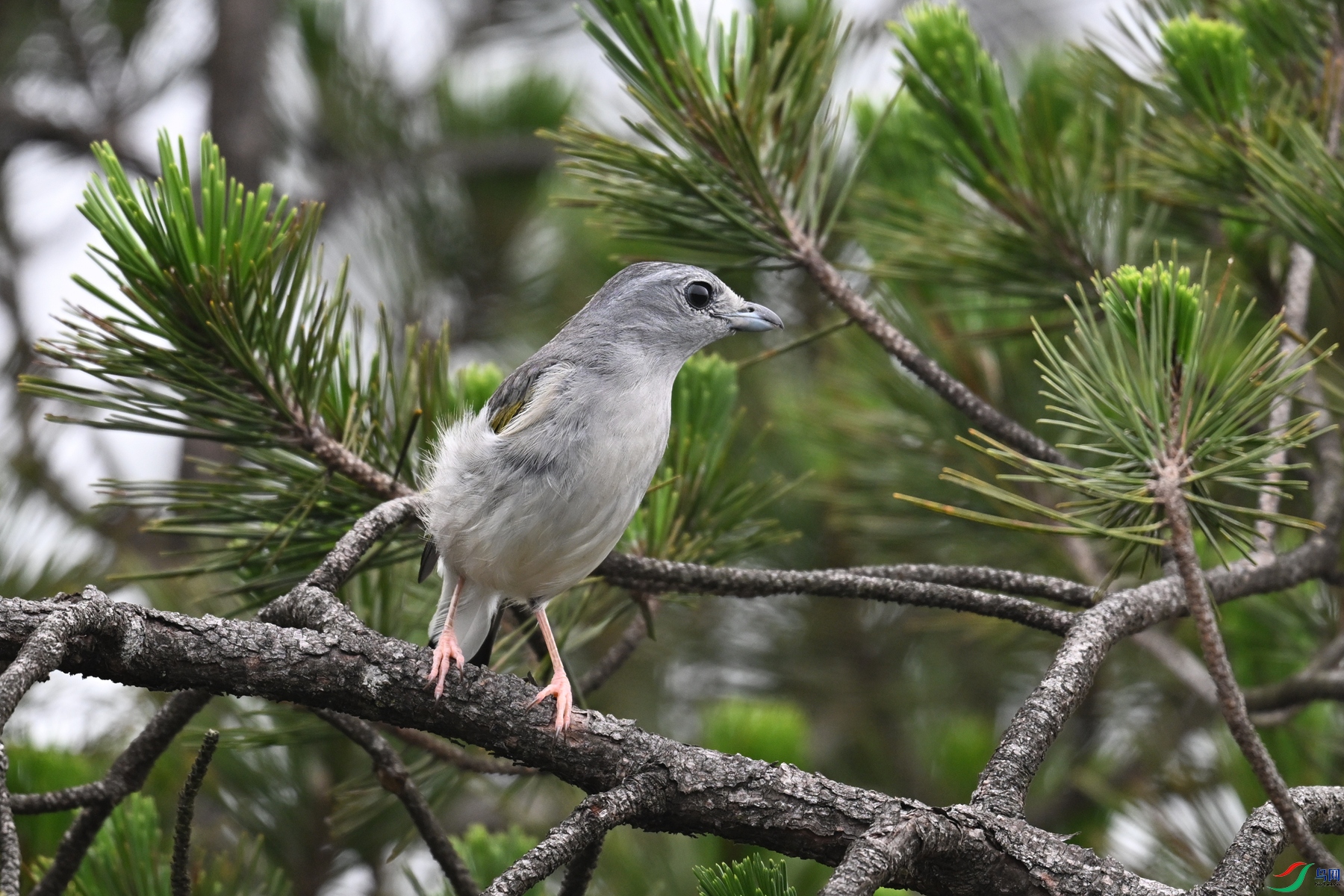 DSC_0905.JPG