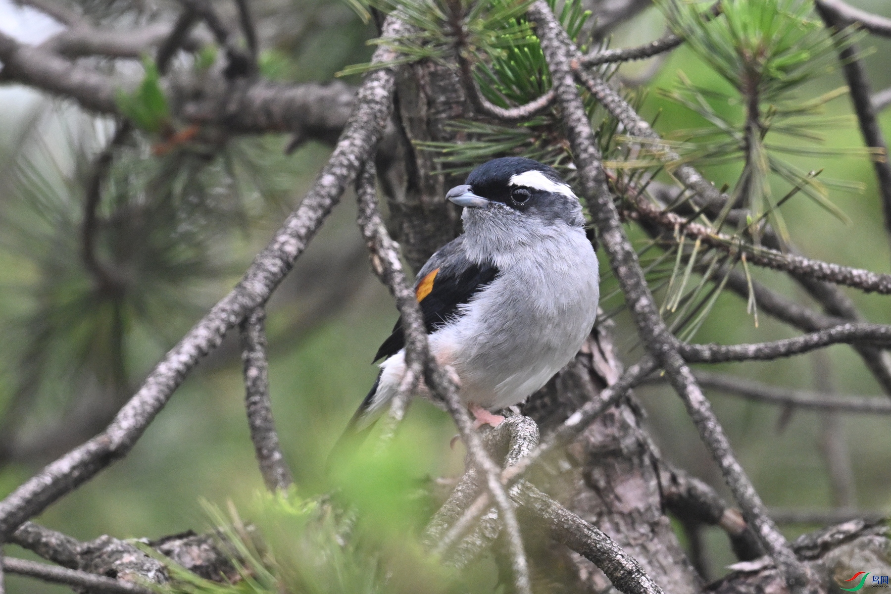 DSC_0948.JPG