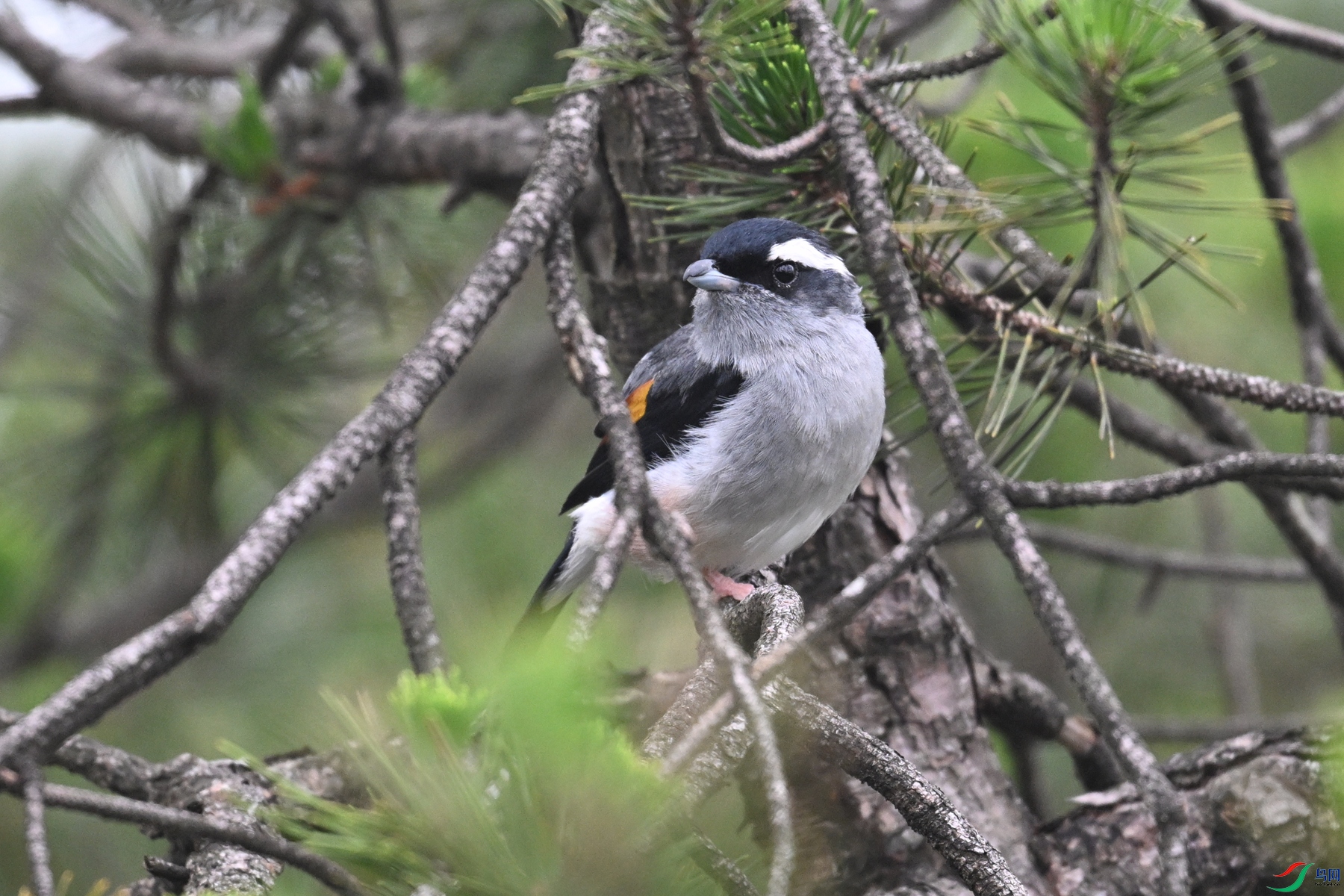 DSC_0950.JPG